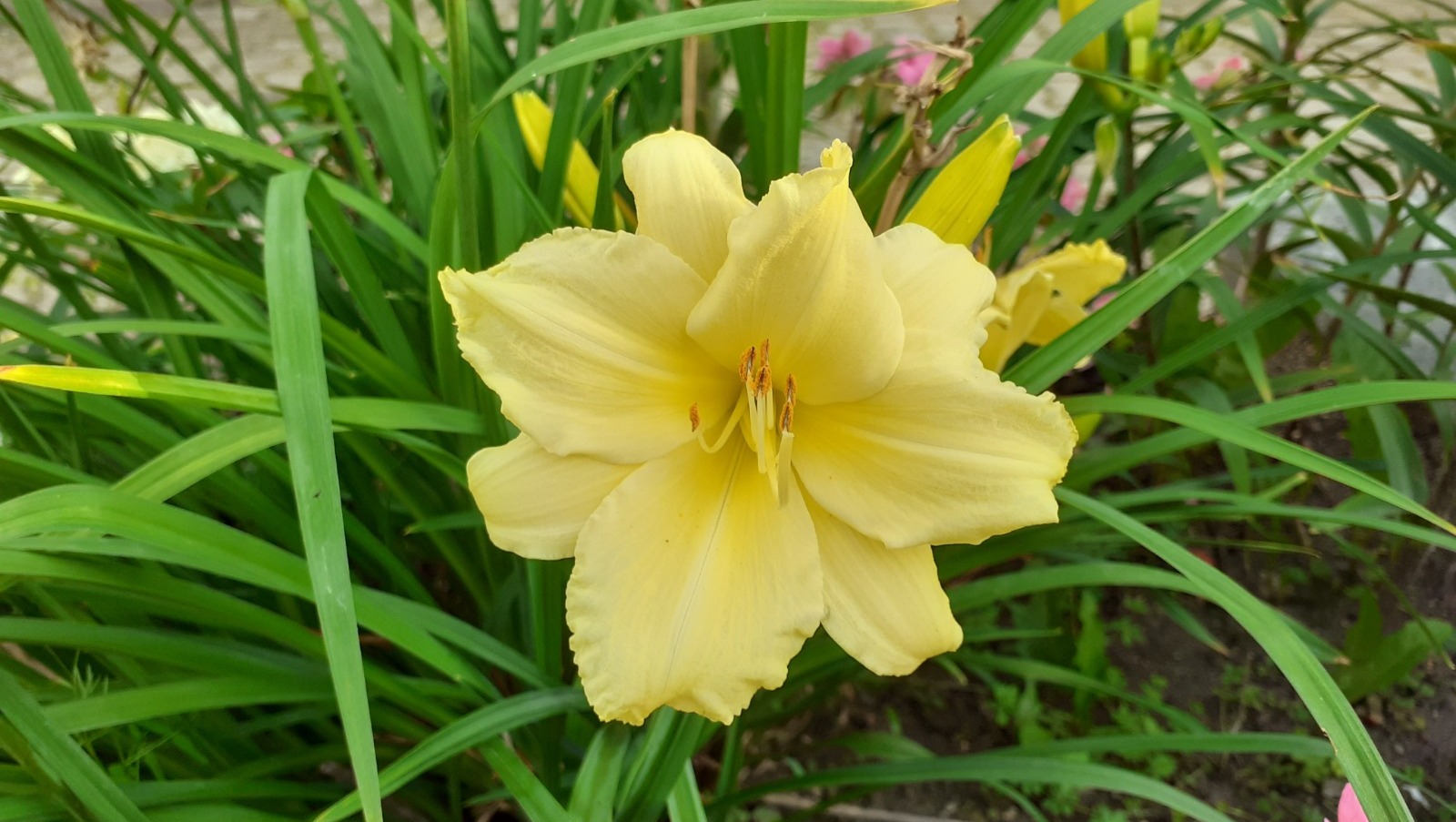 Владимира Шакиева.