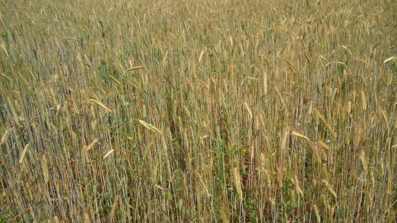 Фото Евгении Сюткиной.