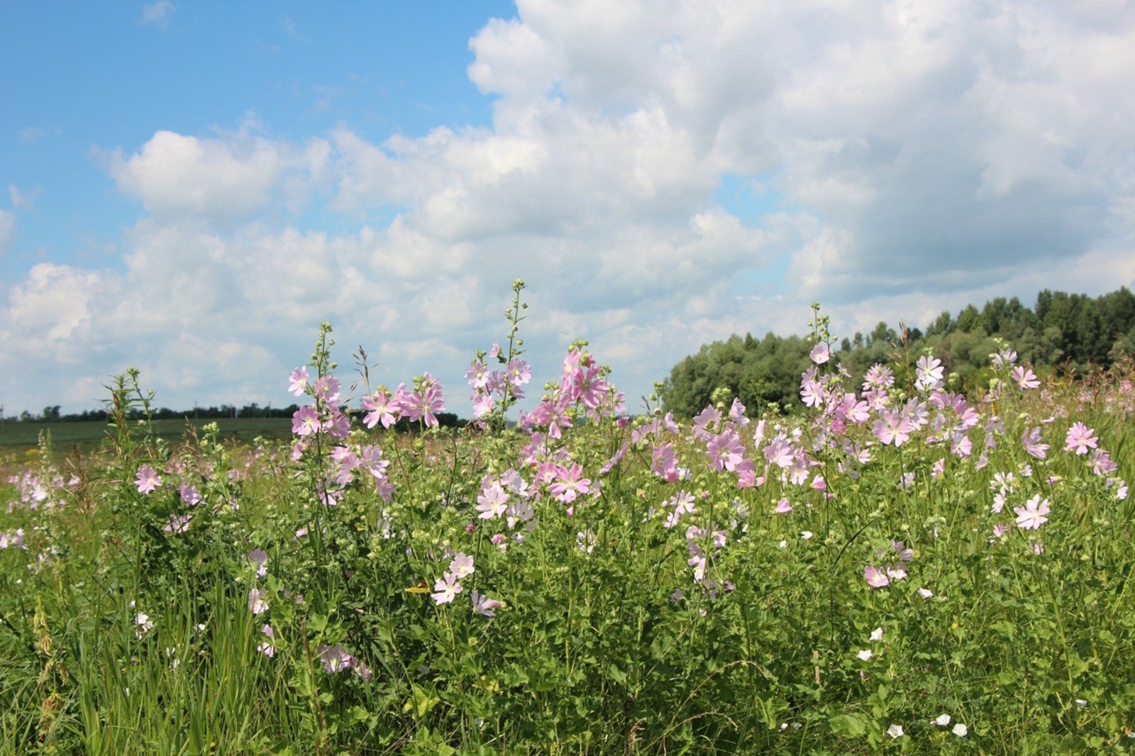 Евгении Сюткиной.