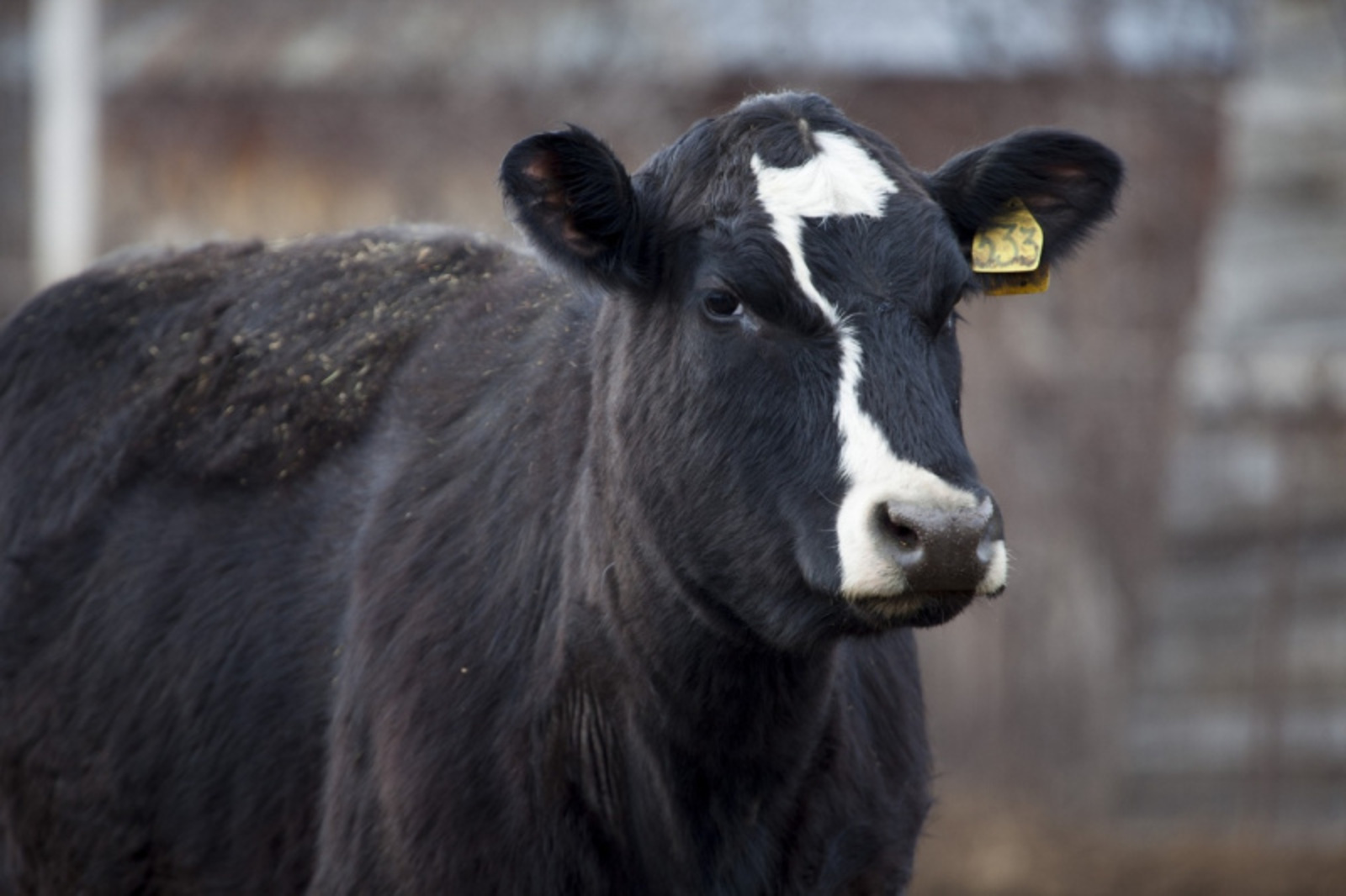 Фото Фаиля Абсатарова.