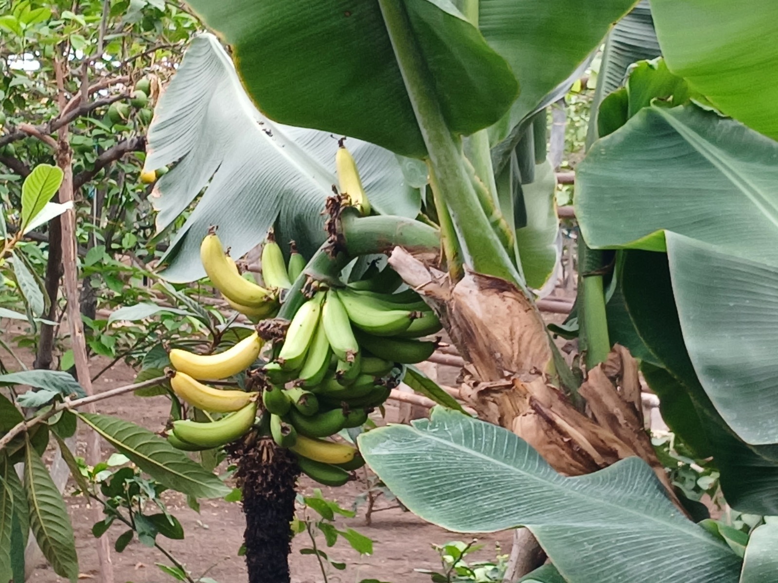 Васили Саитовой.