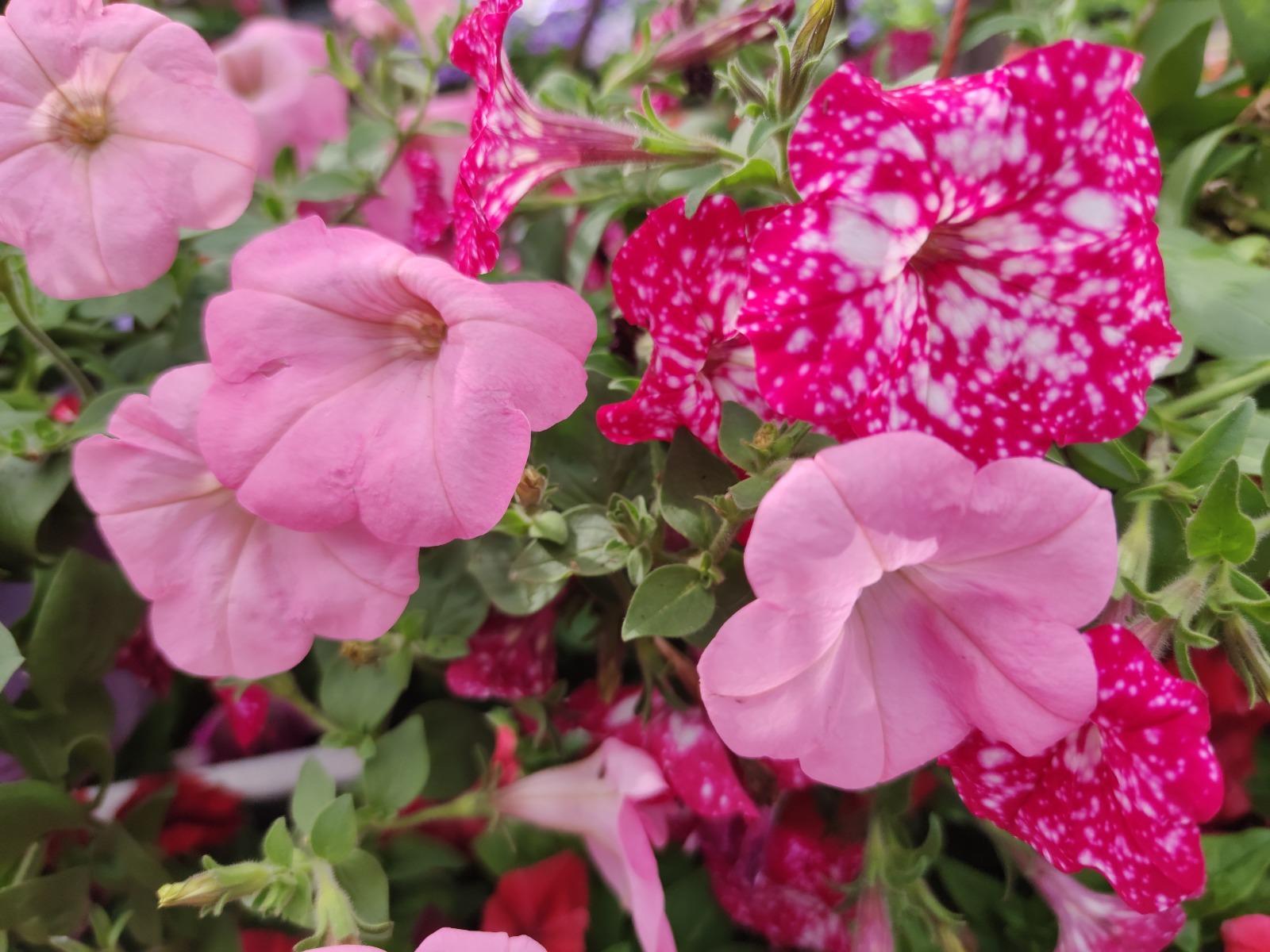 Дарьи Святохиной.