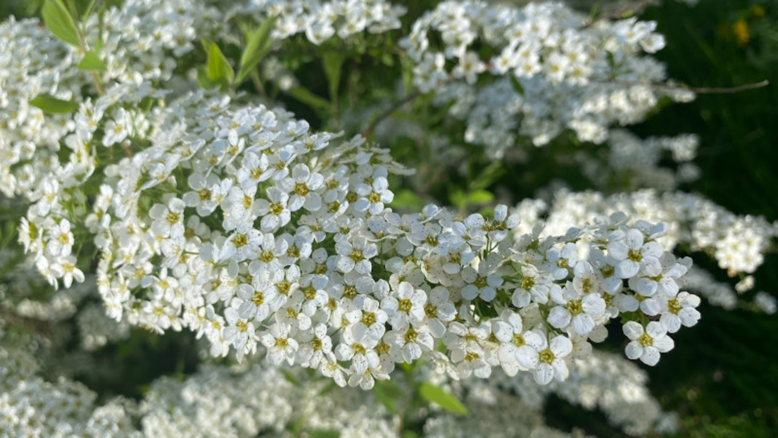 Елены Колоколовой.