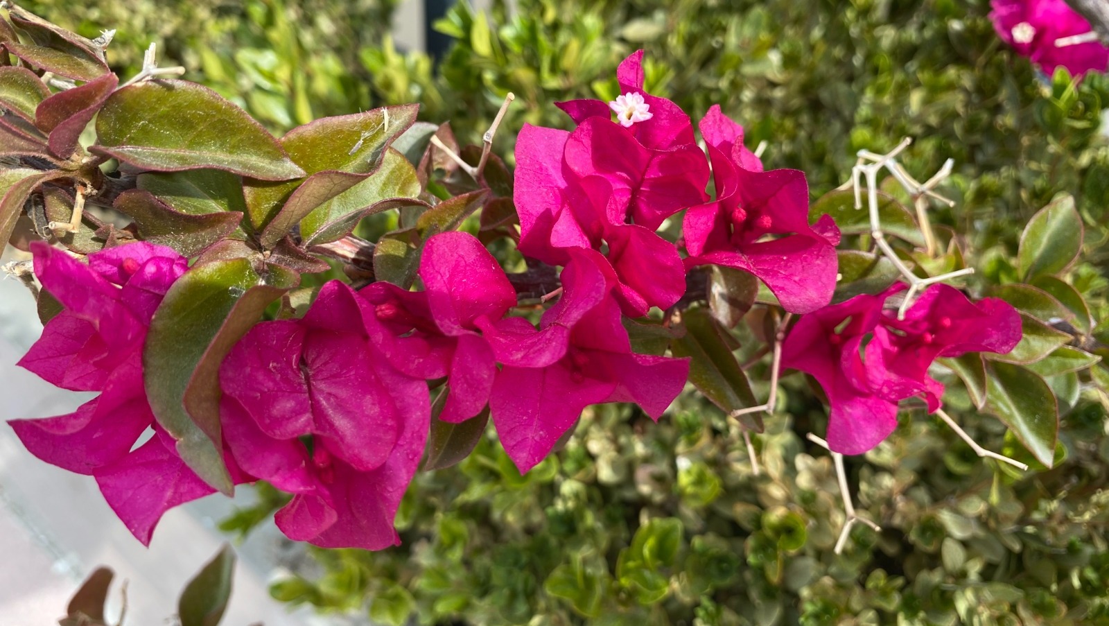 Елены Колоколовой.  «Общественная электронная газета».