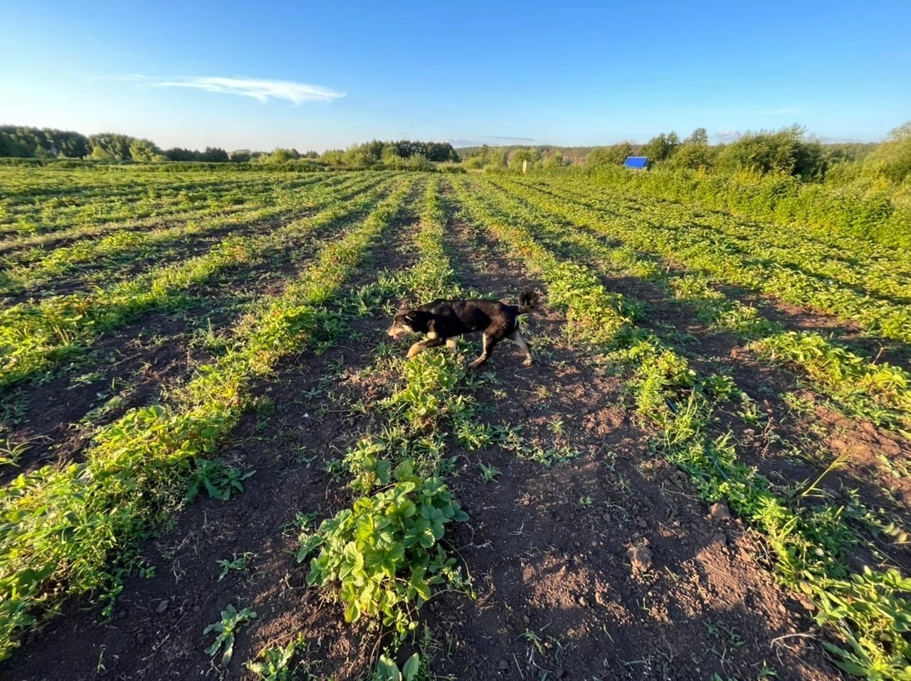 предоставлено Олегом Димитриевым.