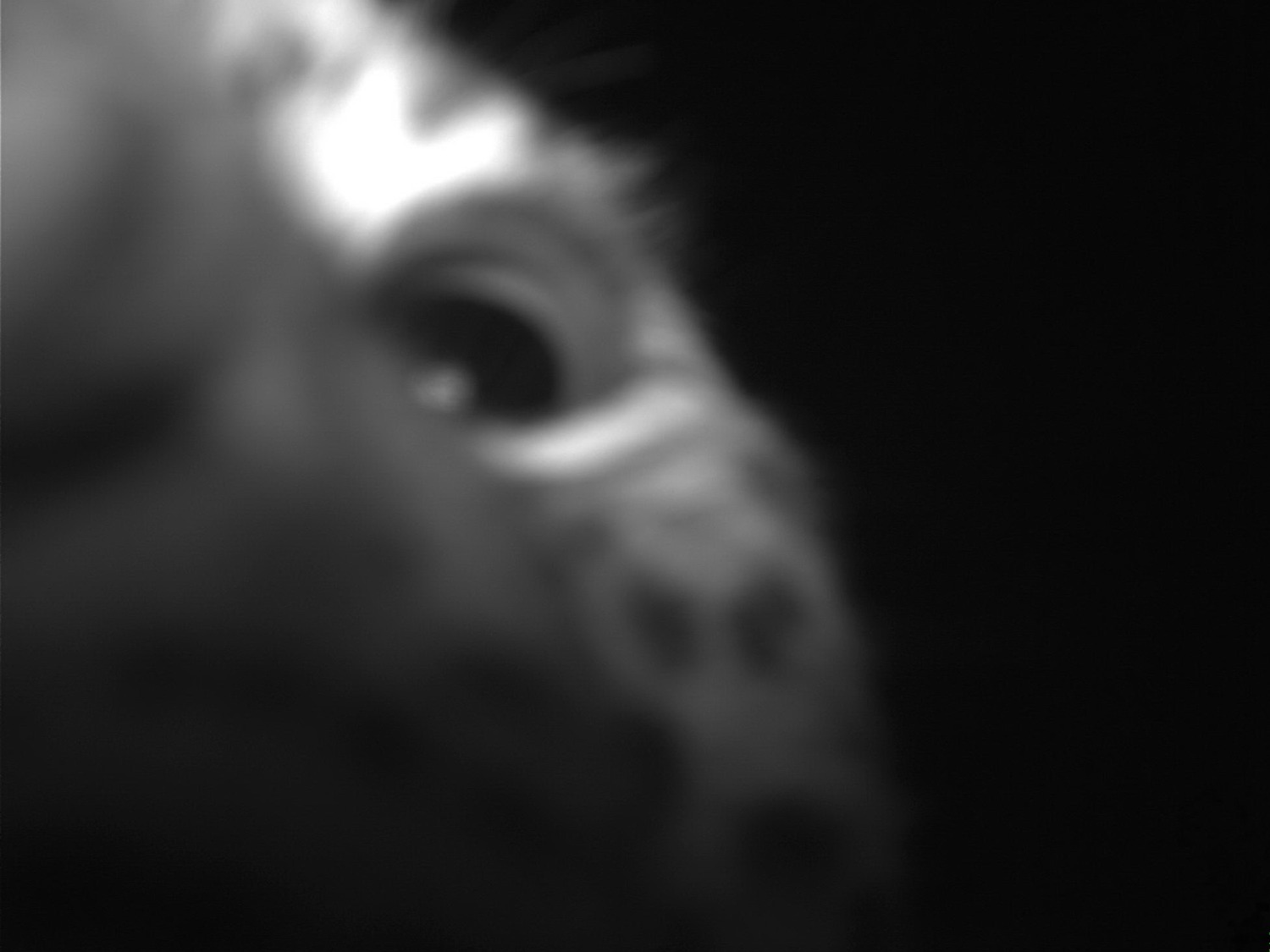 "Земли леопарда" фото предоставлены пресс-службой "Земли леопарда"