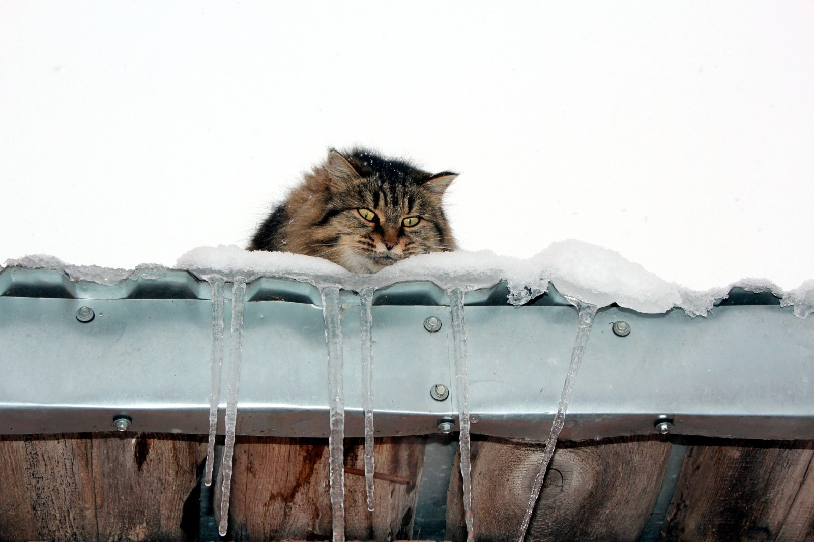 Евгении Сюткиной. «Общественная электронная газета».
