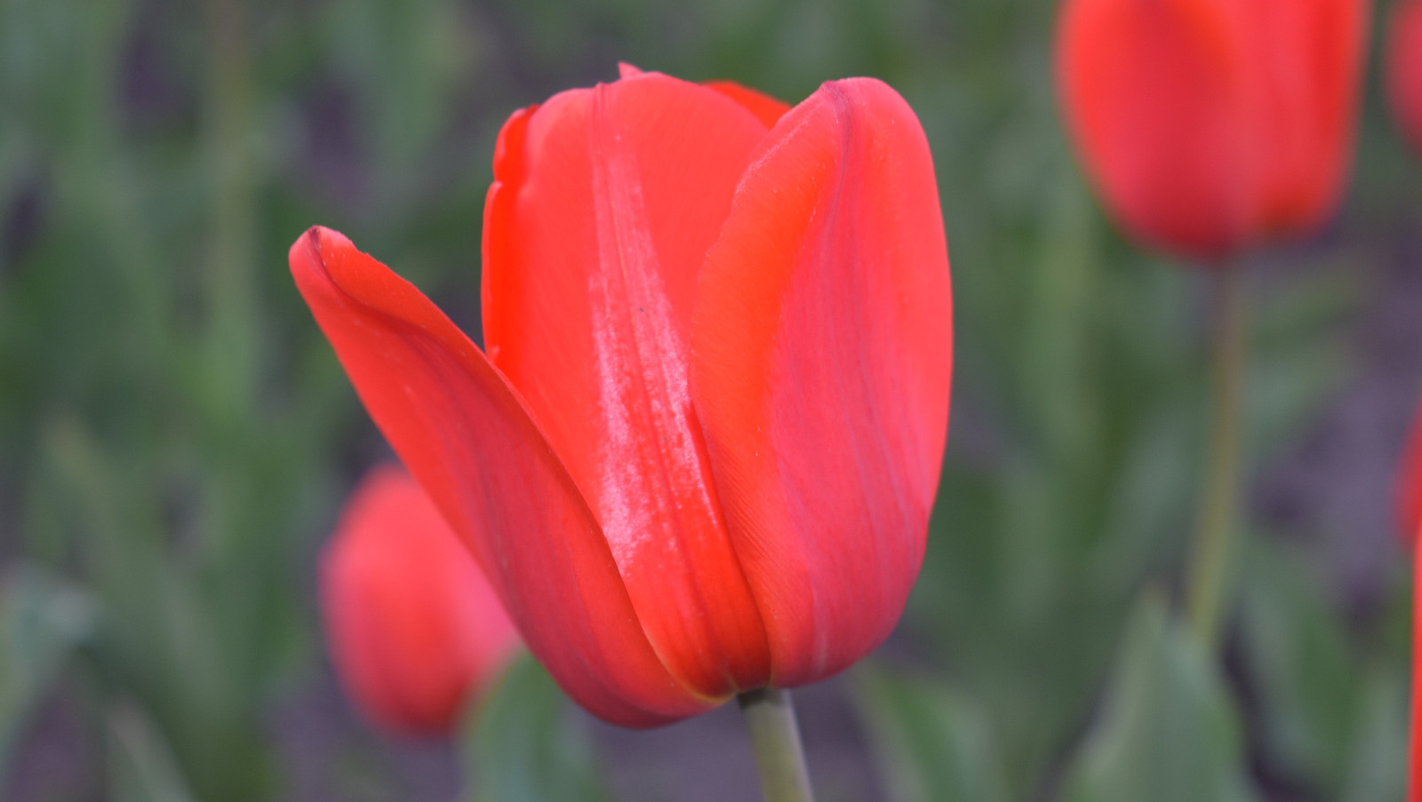 Елены Колоколовой.