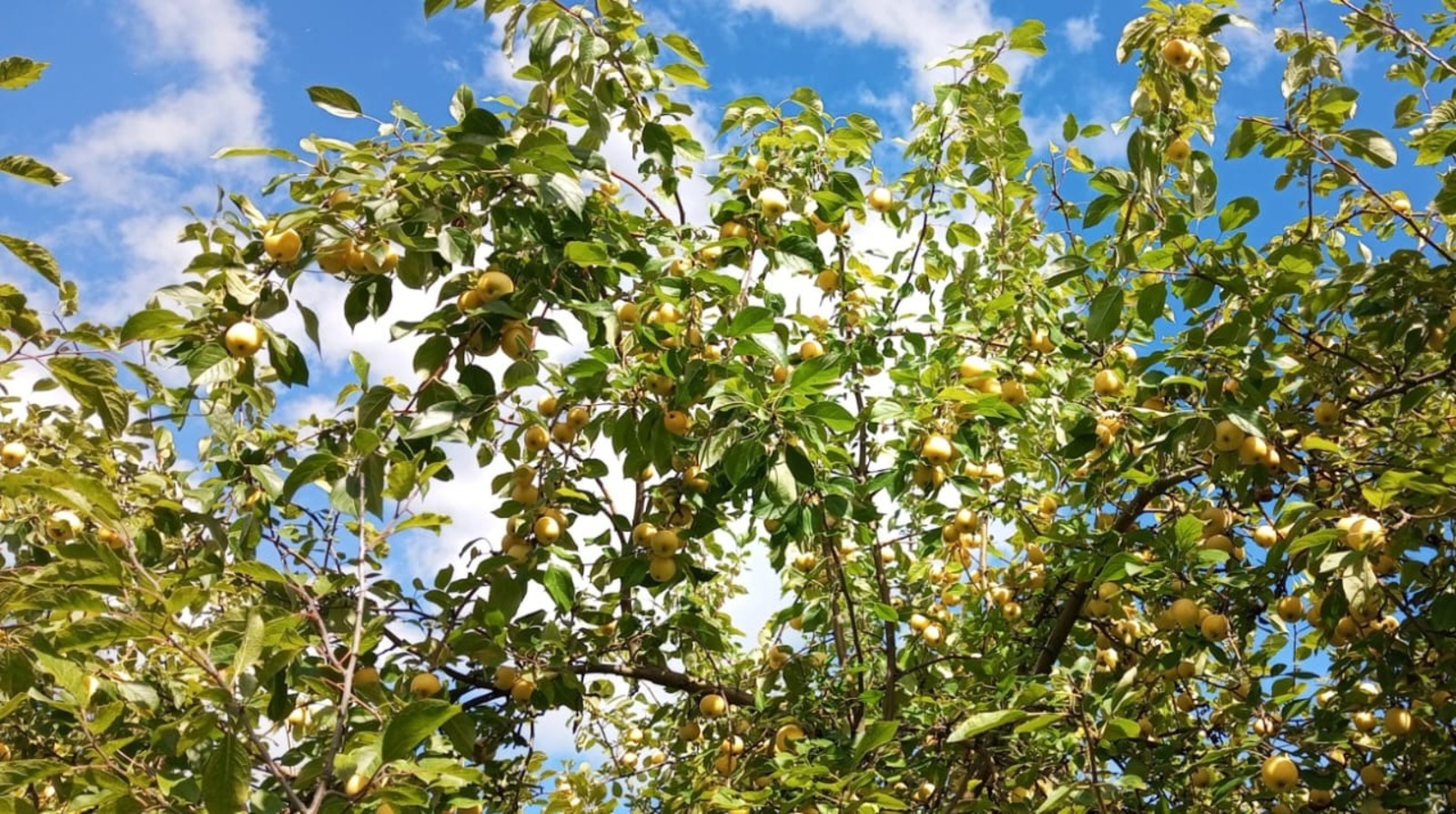 Евгении Сюткиной.