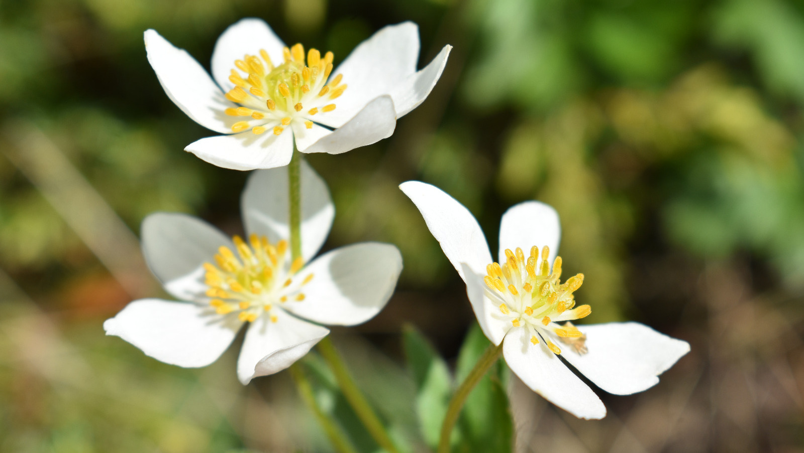 Елены Колоколовой.