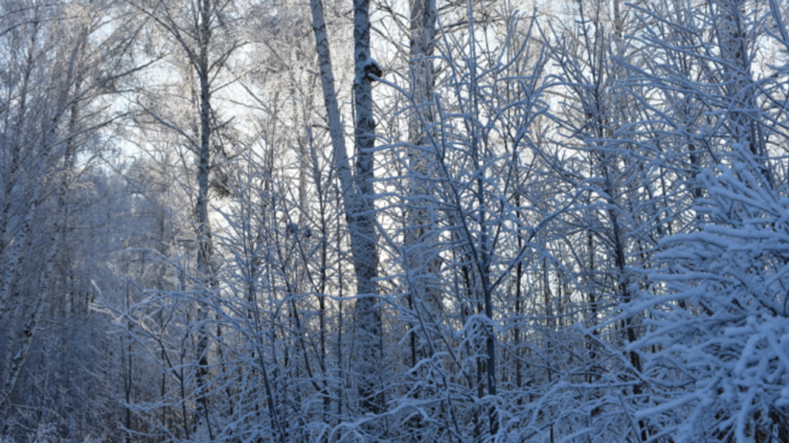 Фото Елены Колоколовой.