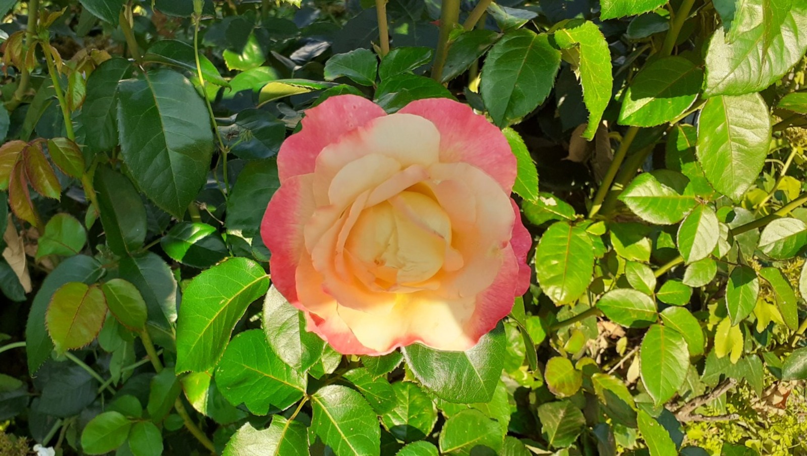 Владимира Шакиева. «Общественная электронная газета».