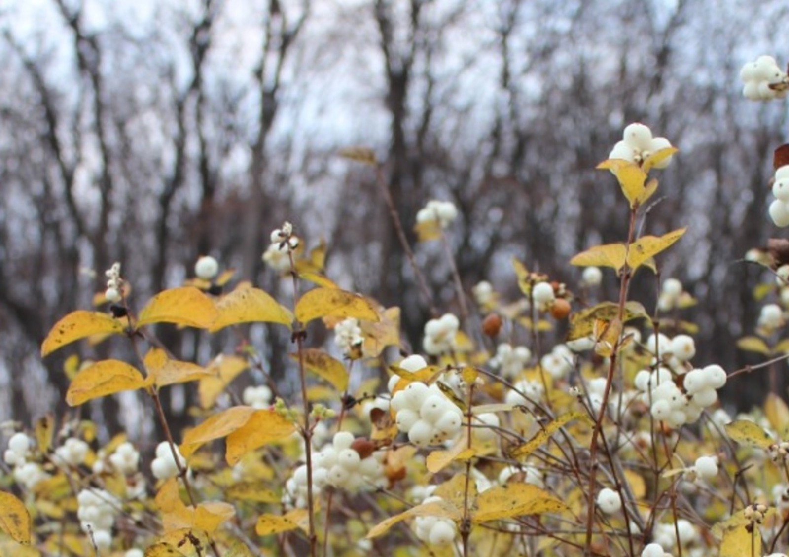 Дарьи Святохиной.