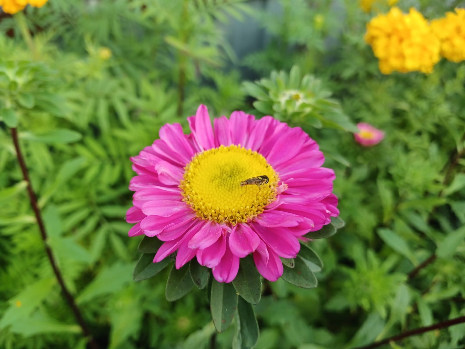 Васили Саитовой.