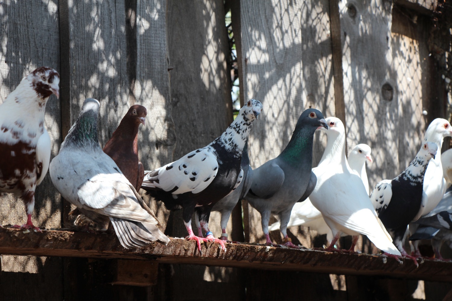 Евгении Сюткиной.