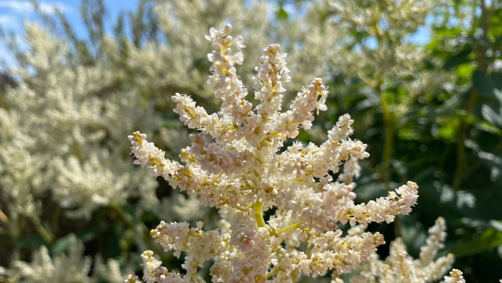 Елены Колоколовой.