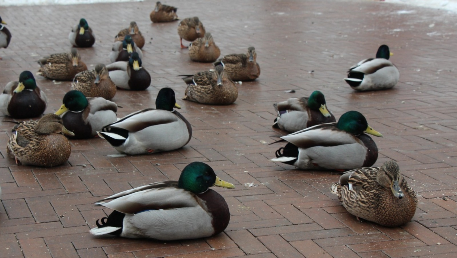Владимира Шакиева. «Общественная электронная газета».