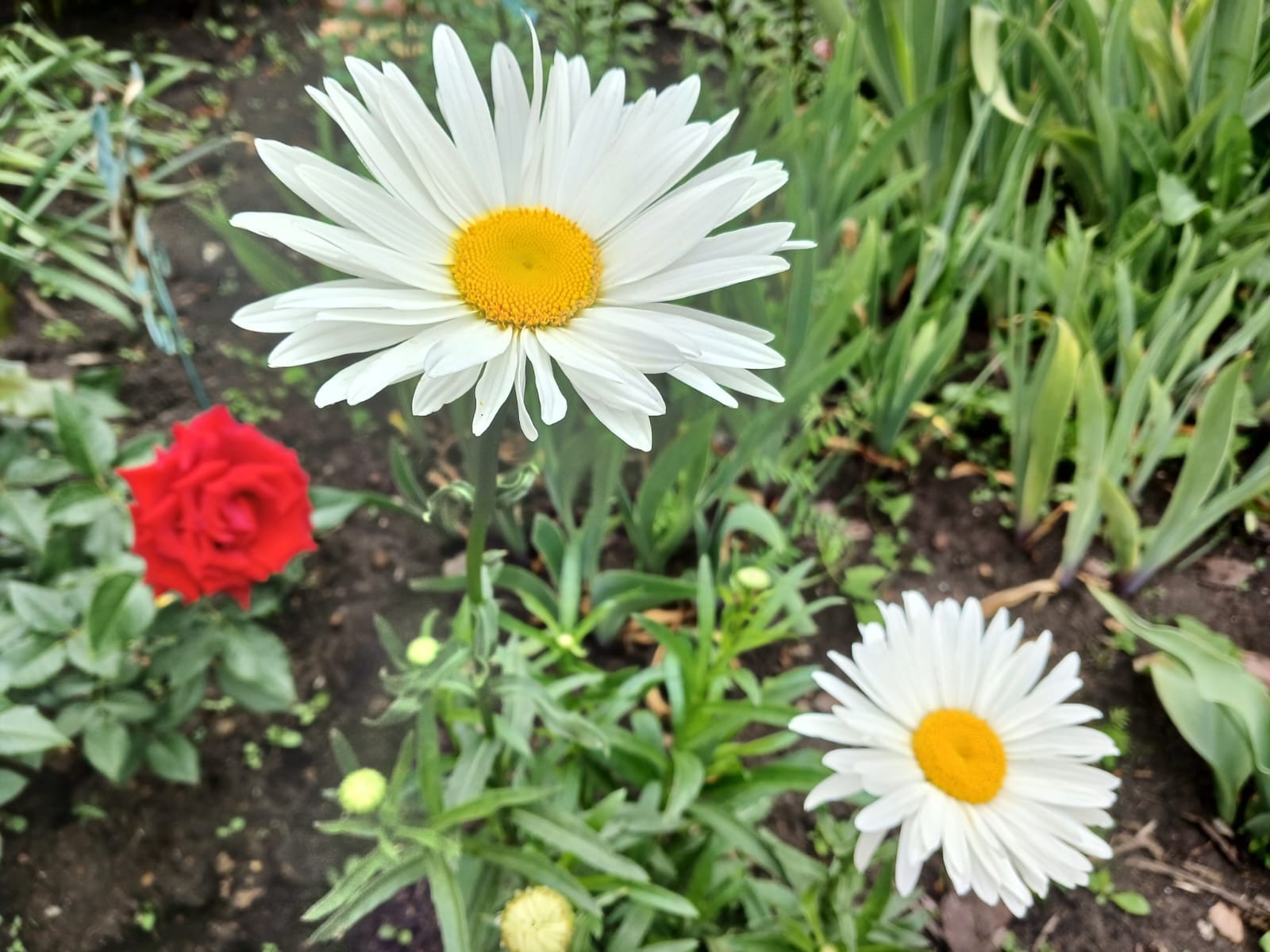 Васили Саитовой. «Общественная электронная газета».