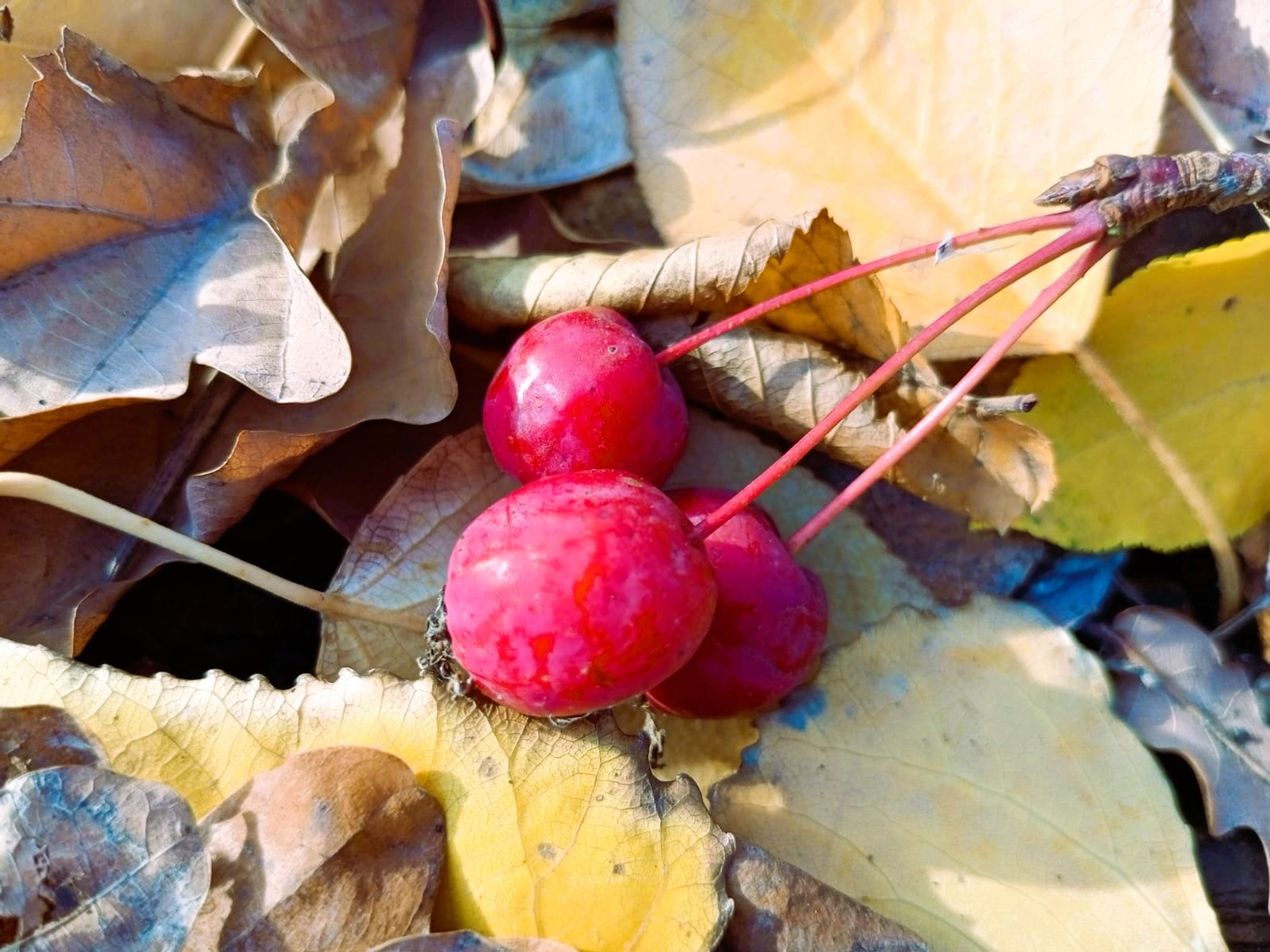 Евгении Сюткиной.