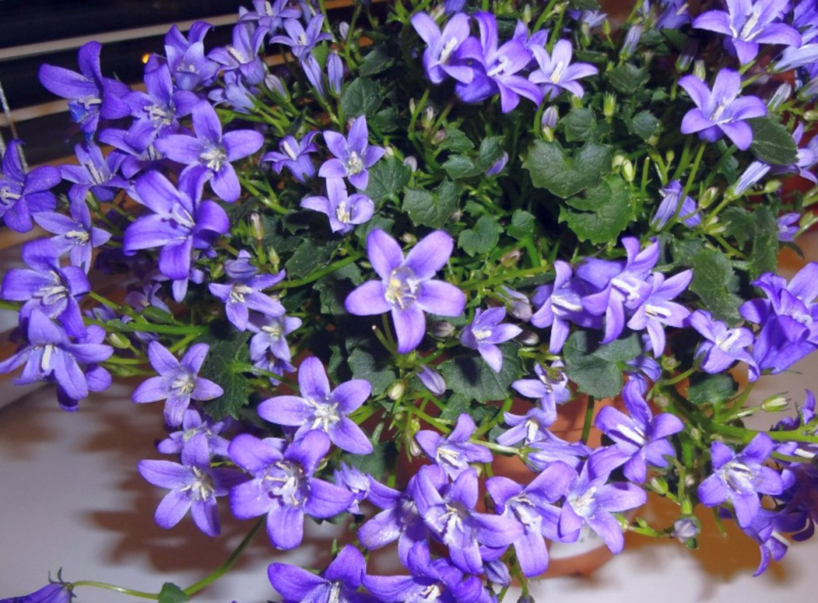 Фото Васили Саитовой.