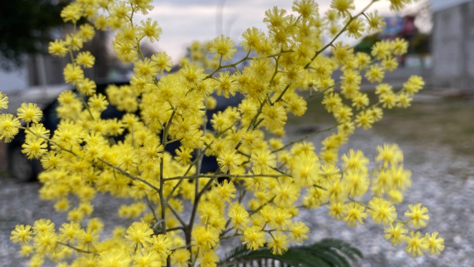 Елены Колоколовой. «Общественная электронная газета».