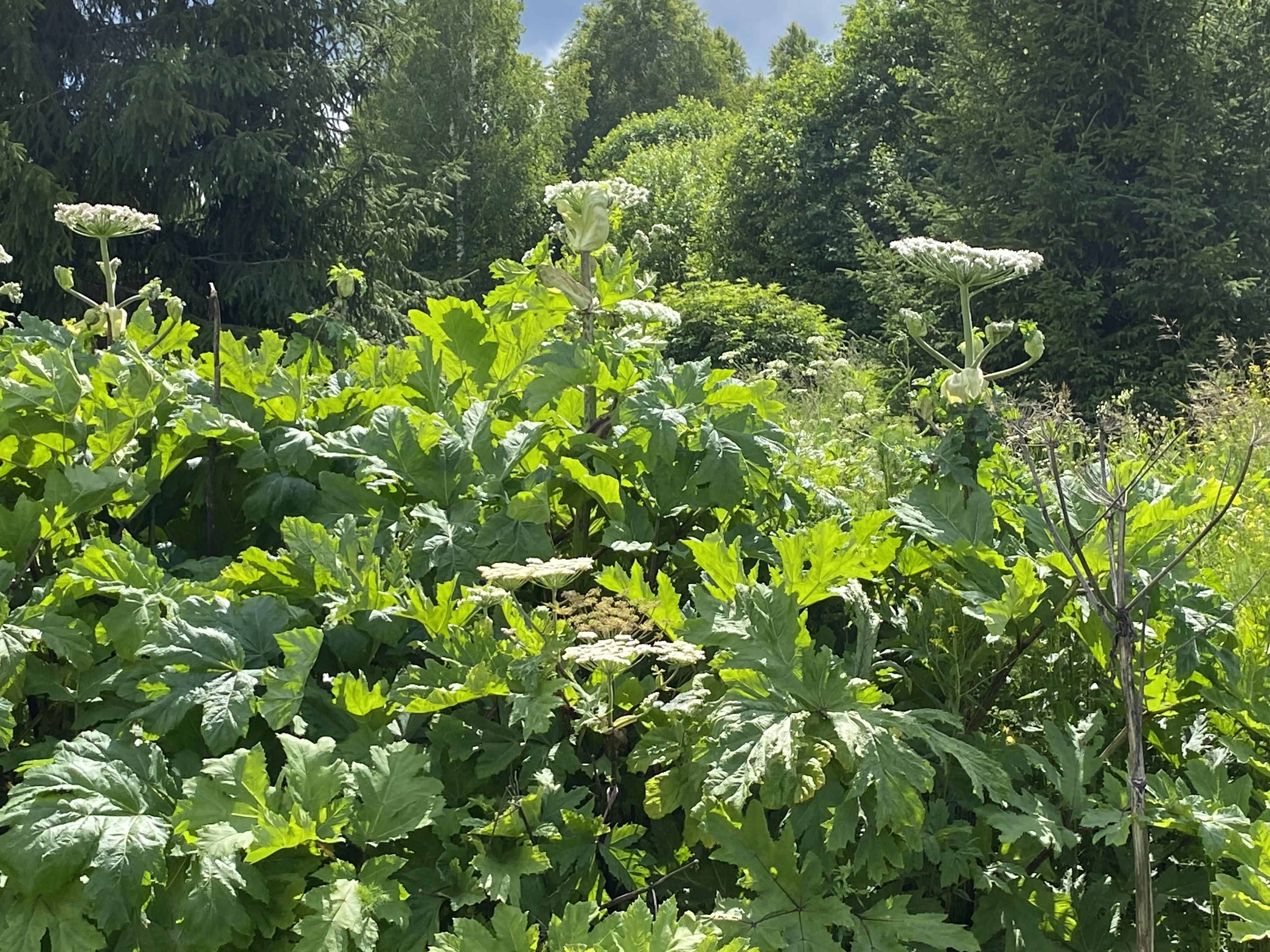 Елены Колоколовой.