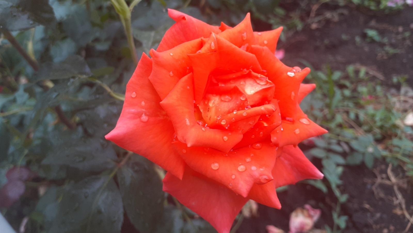 Владимира Шакиева.