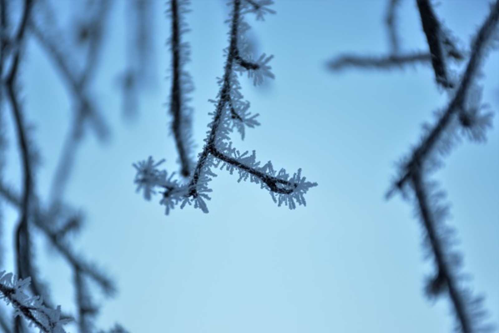 Фото Елены Колоколовой.
