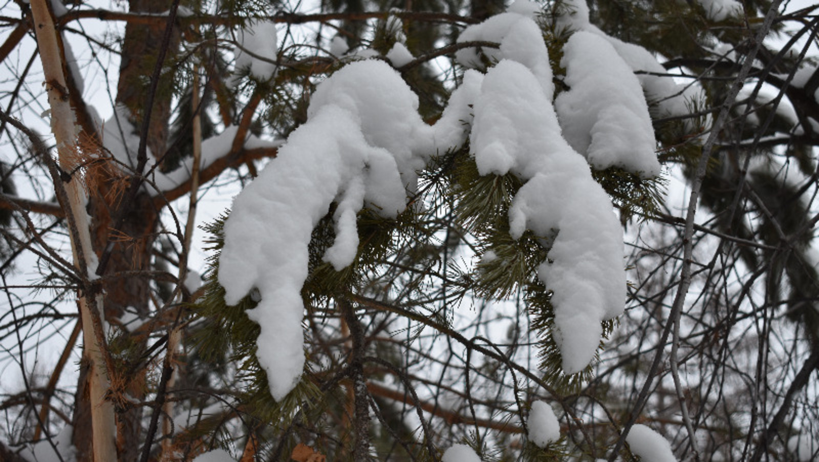 Елены Колоколовой.