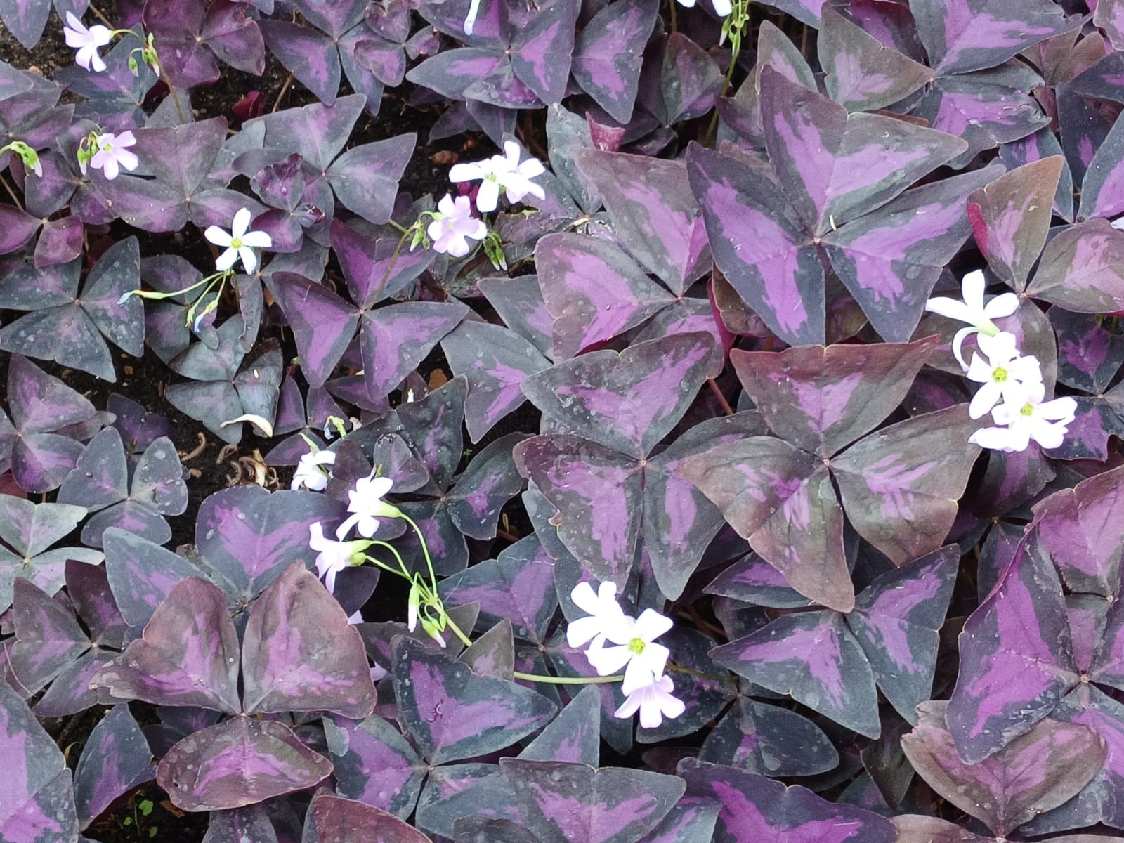 Васили Саитовой.