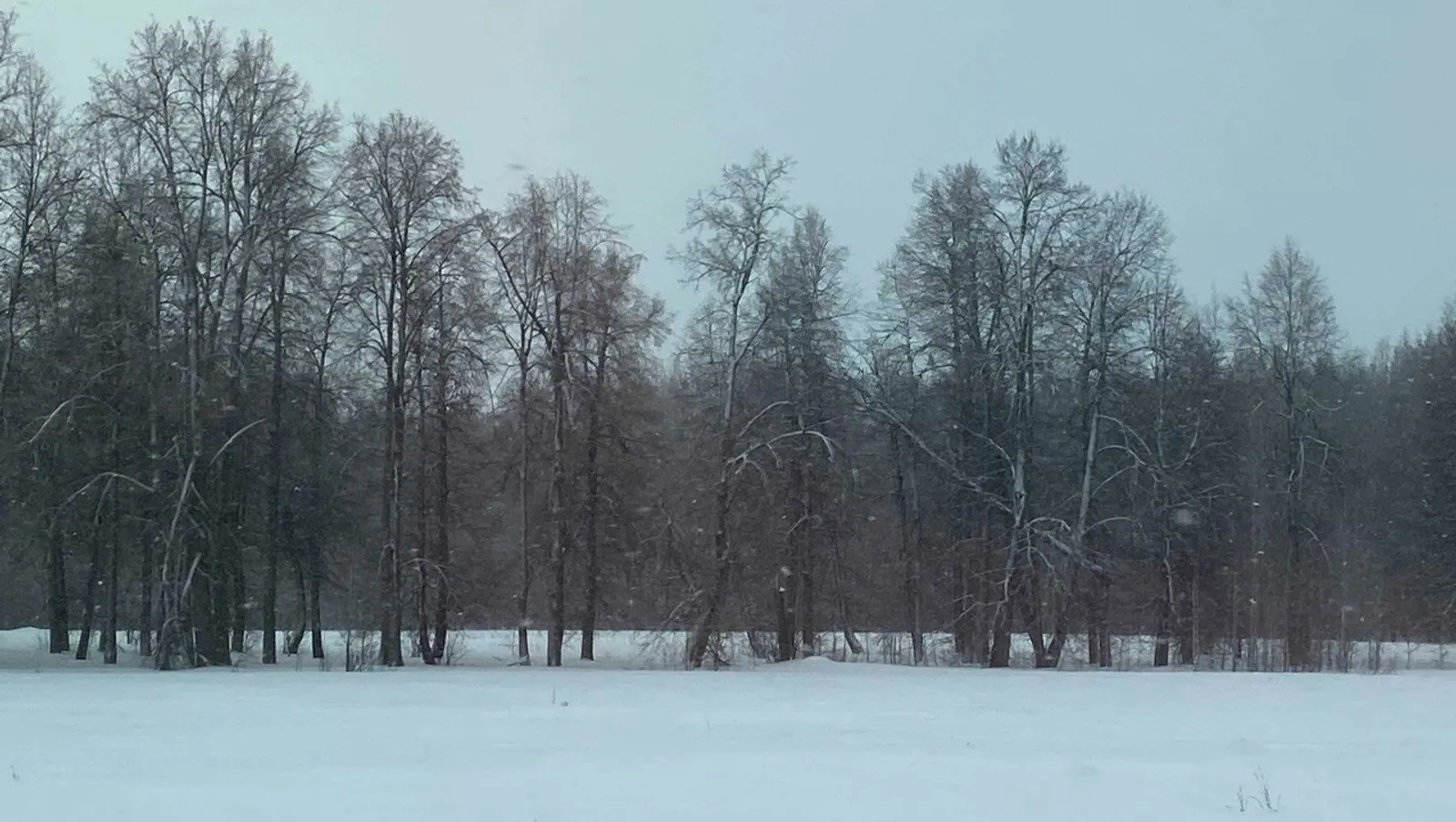 Елены Колоколовой.