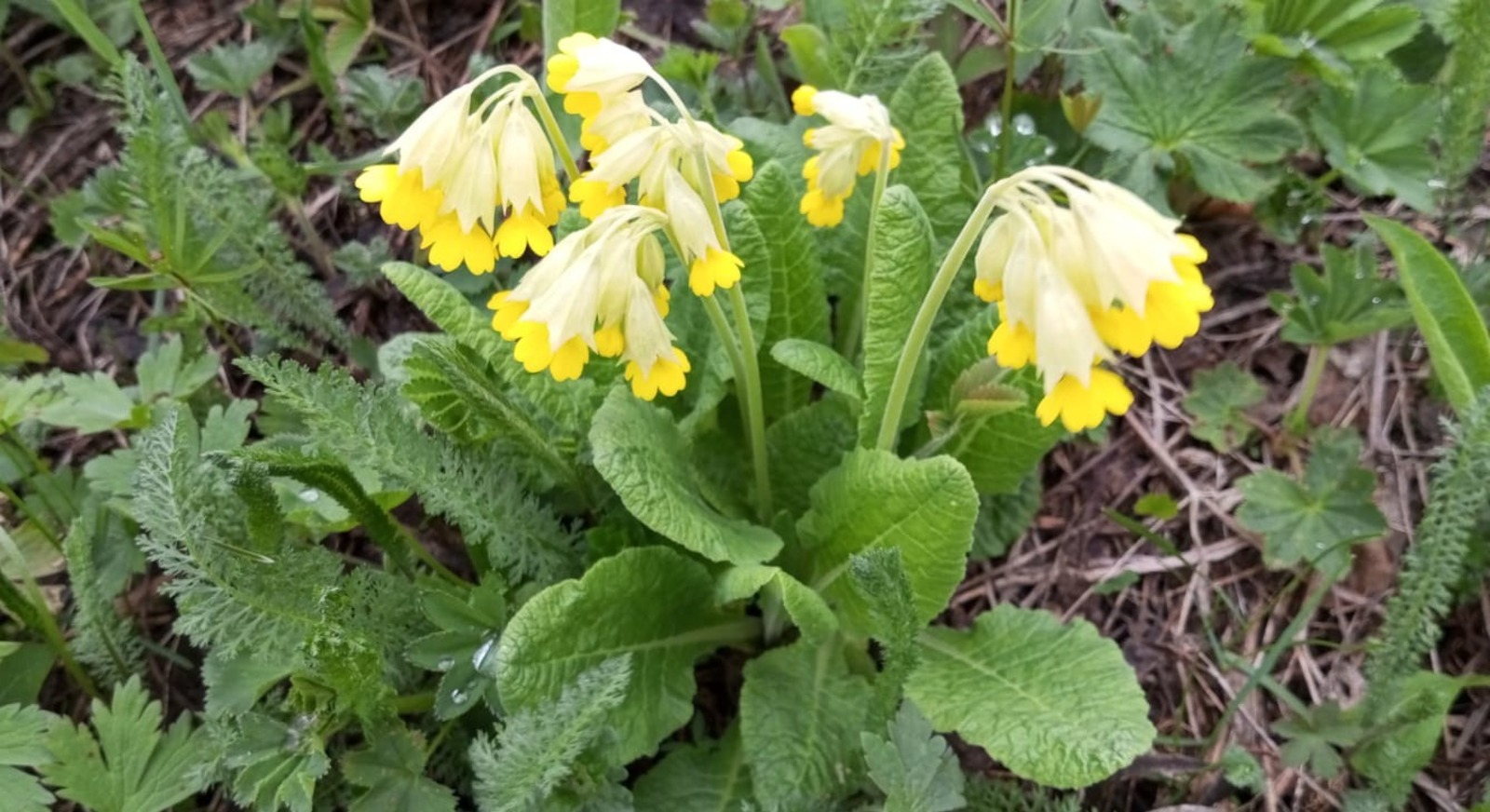 Евгении Сюткиной.