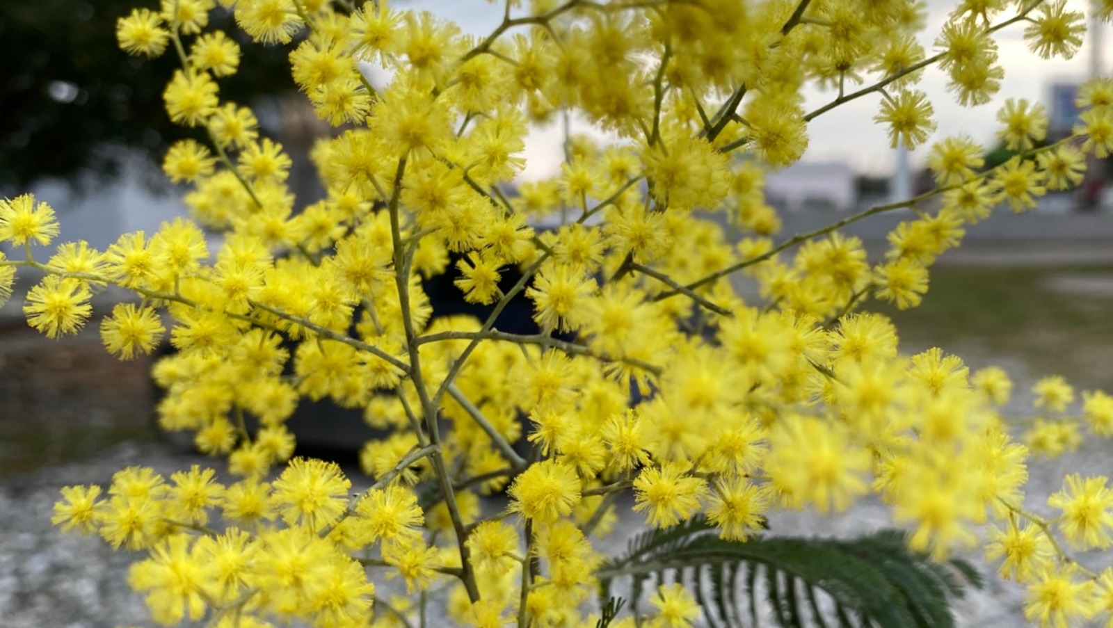 Елены Колоколовой.