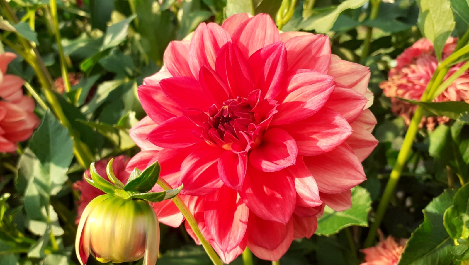 Владимира Шакиева.