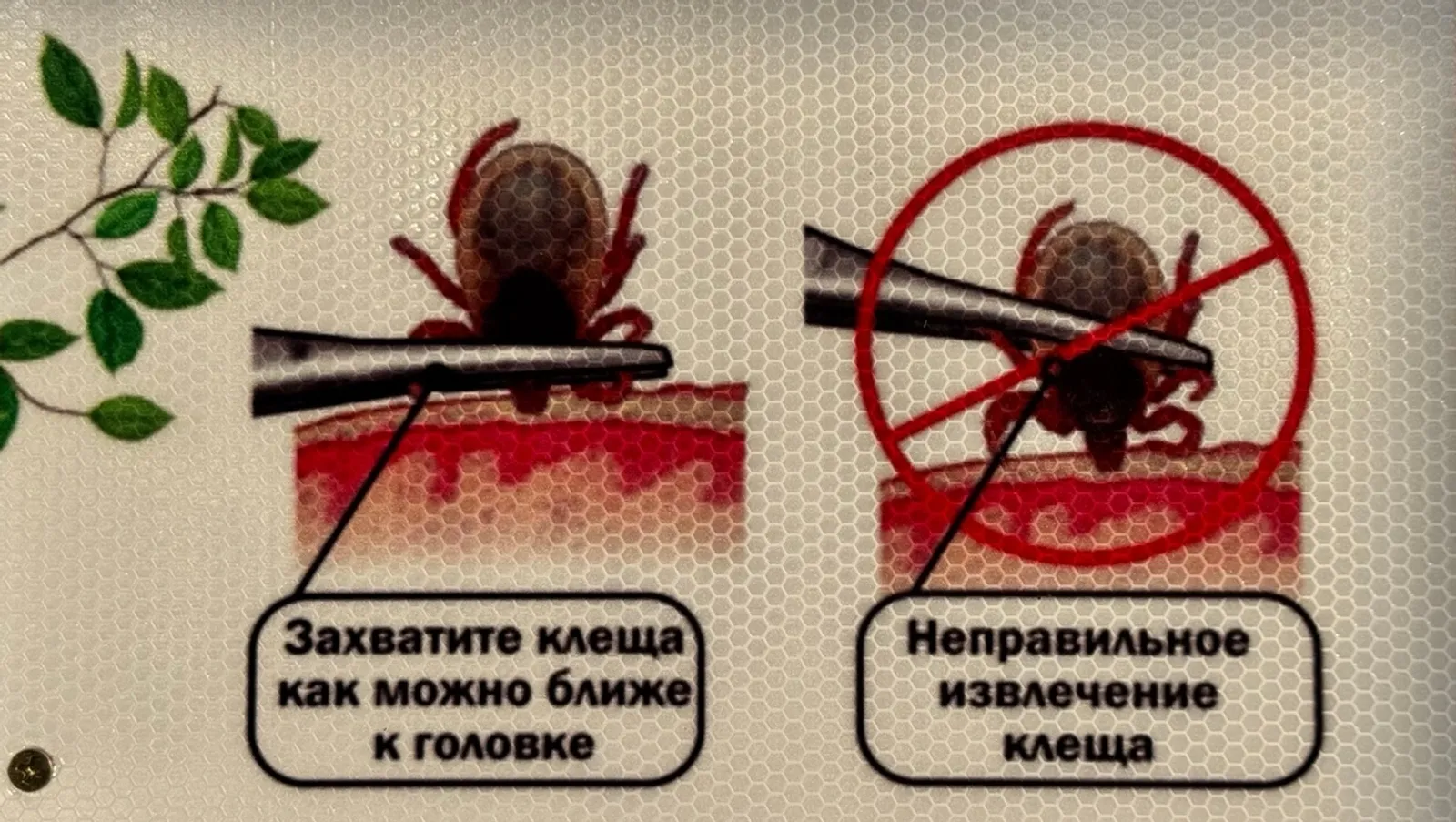 Елены Колоколовой. «Общественная электронная газета».
