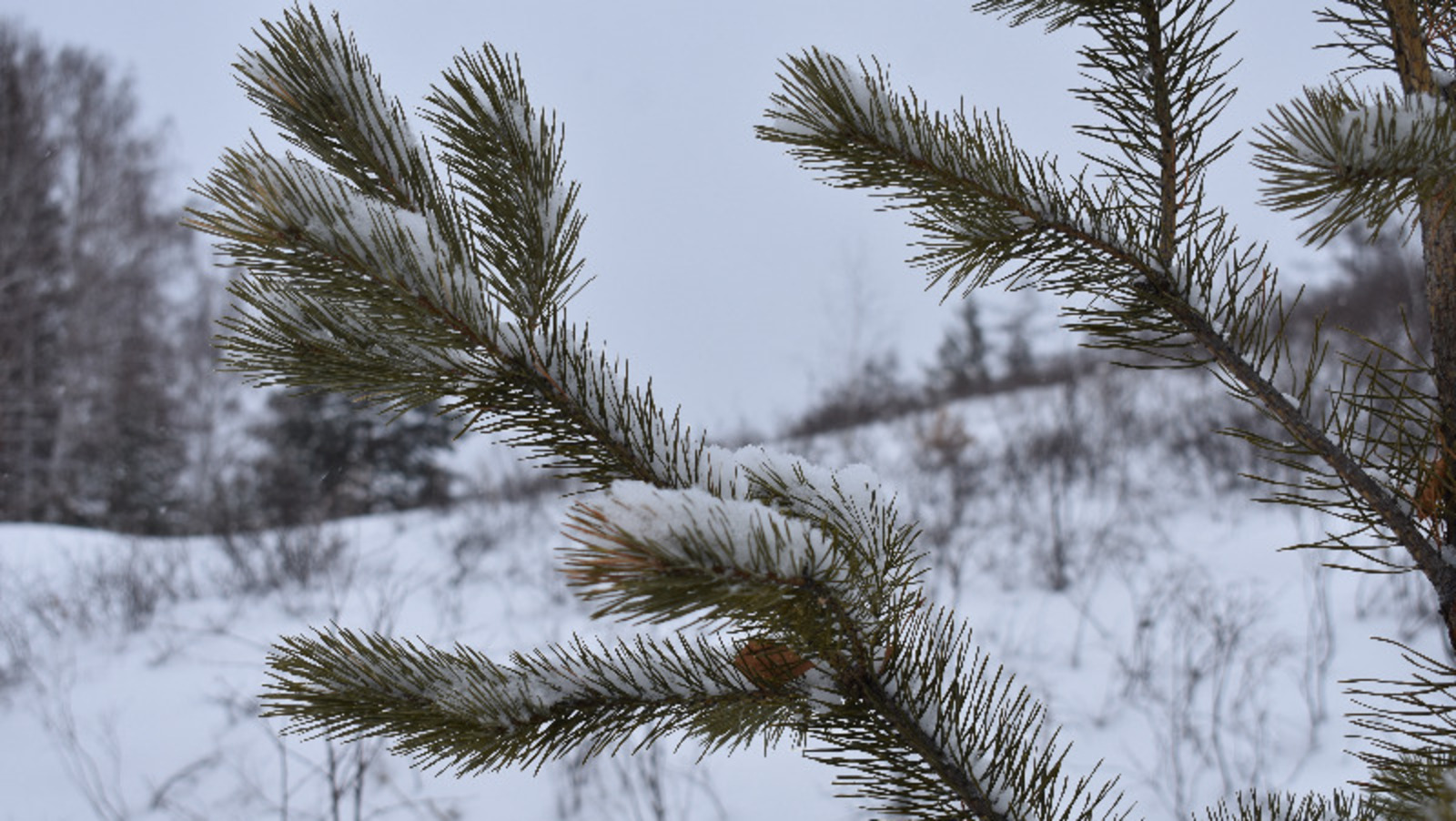 Елены Колоколовой.
