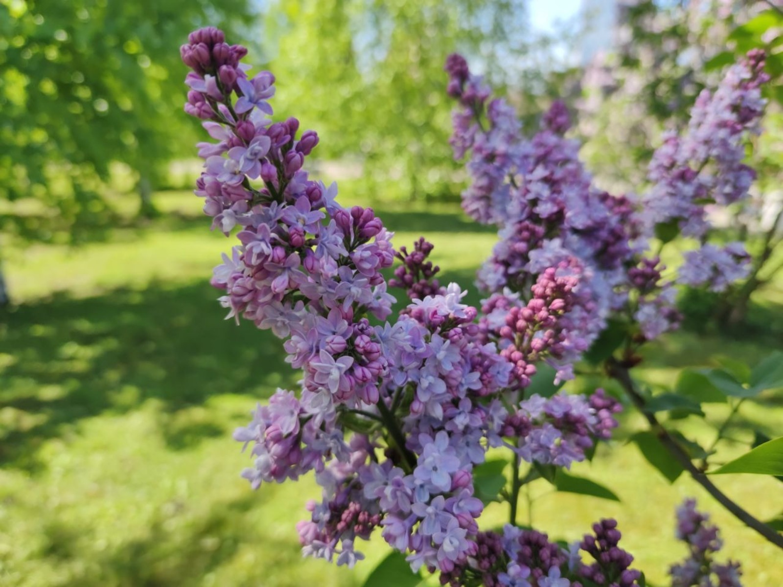 Дарьи Святохиной.