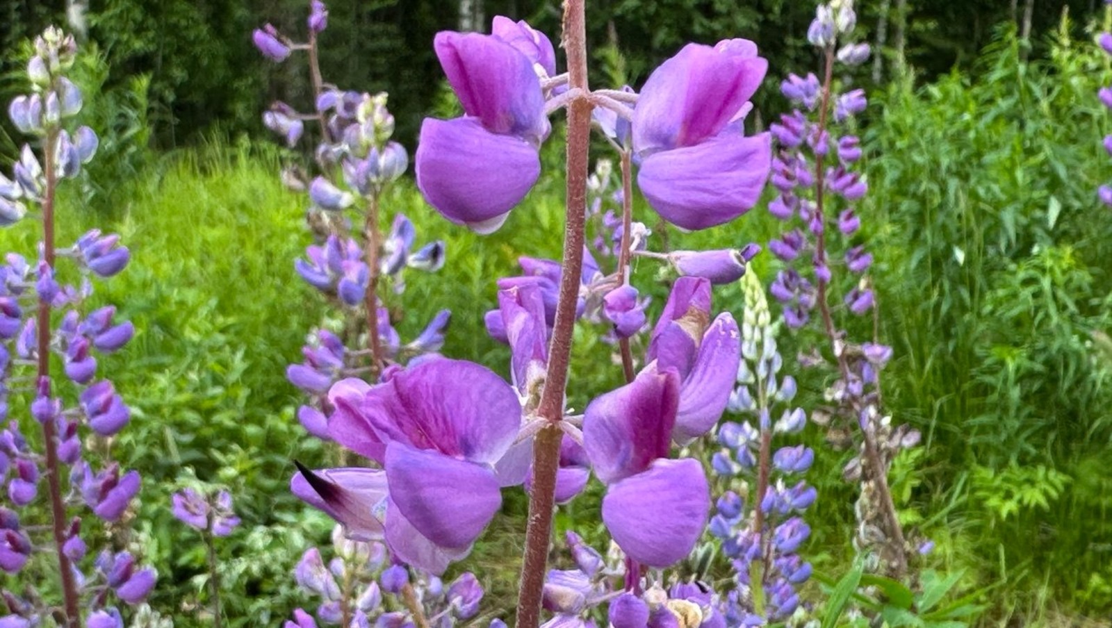 Елены Колоколовой.