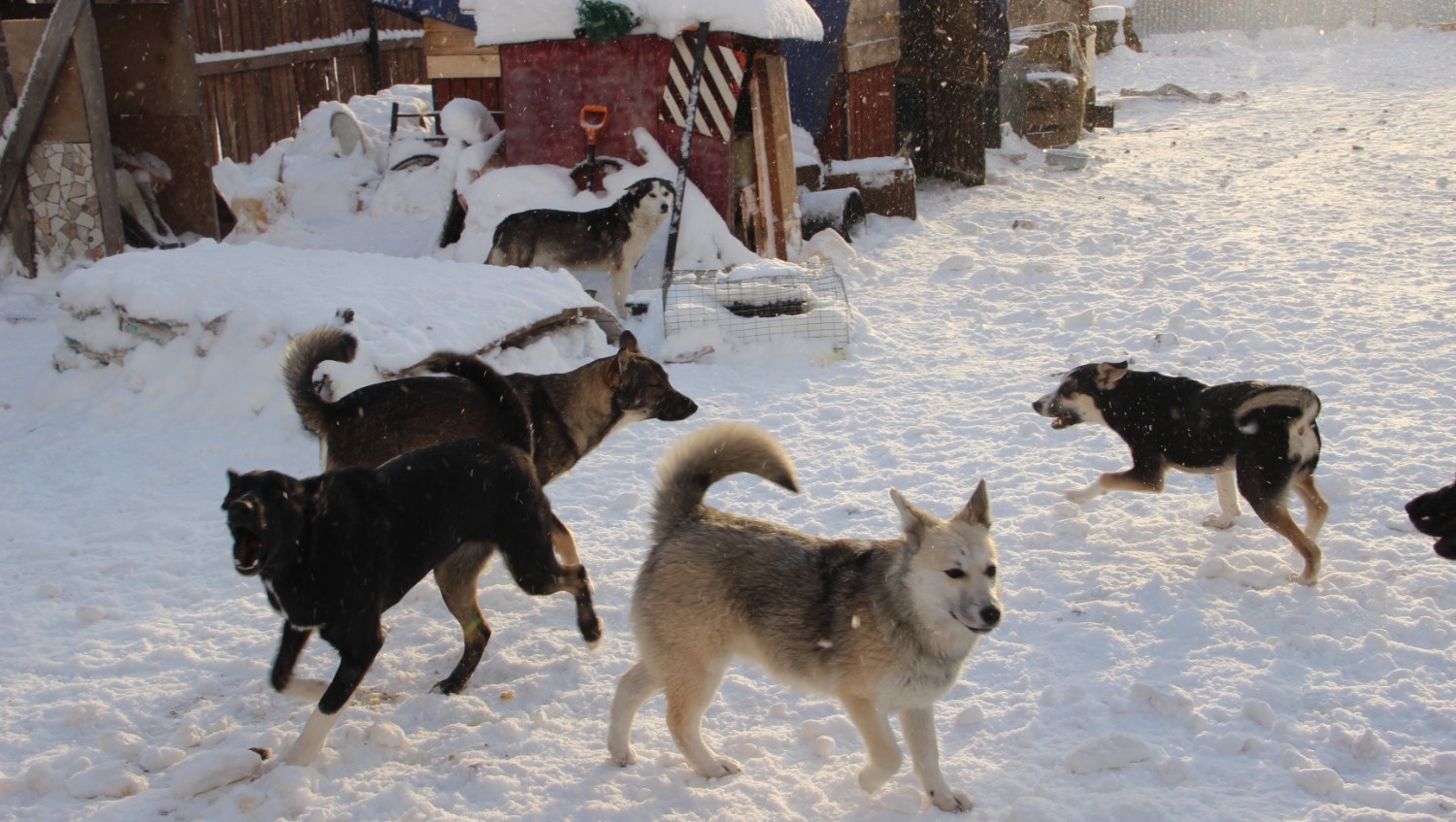 Елены Колоколовой.