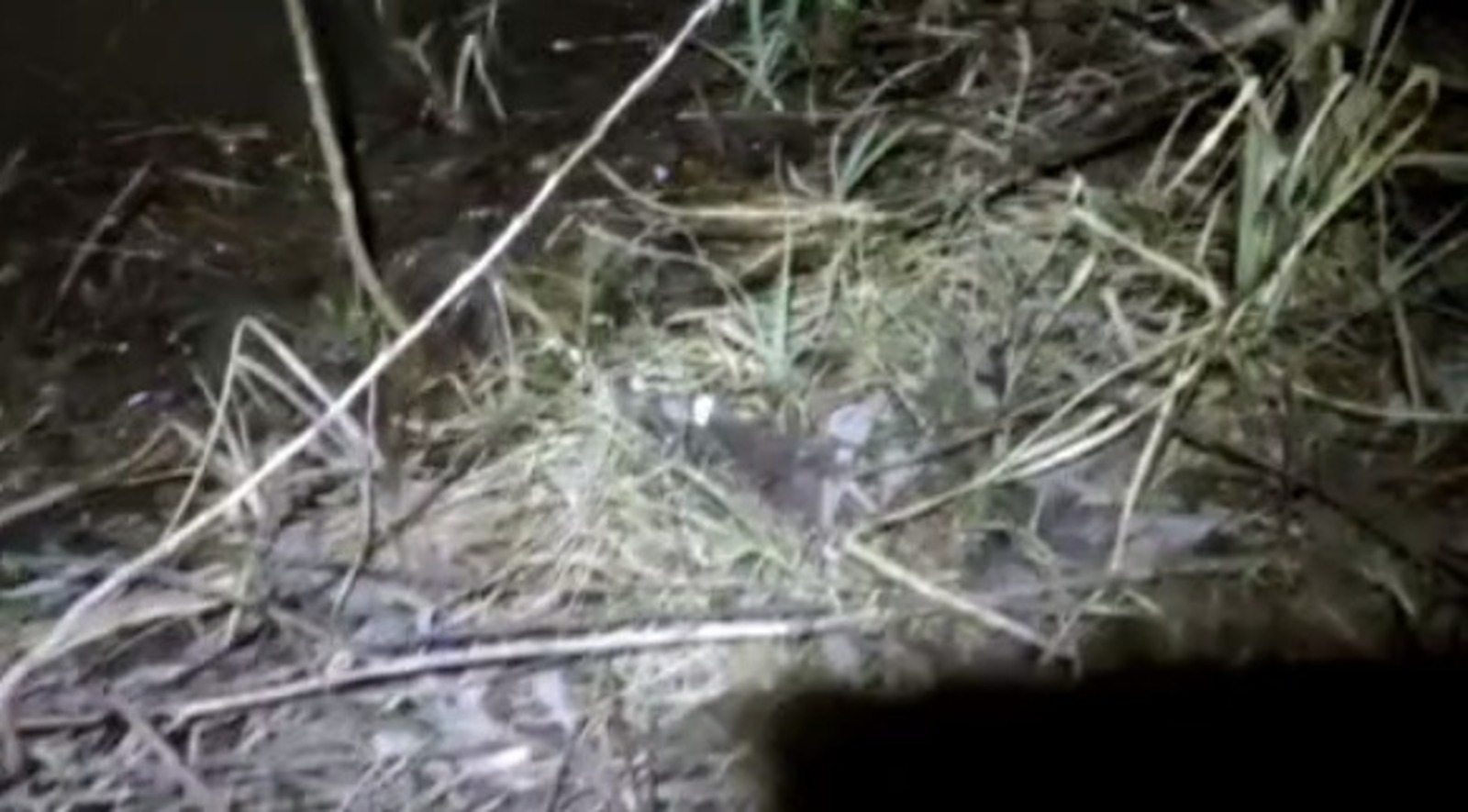 официальный канал центра «Пин и Пуф», скриншот видео.  Telegram.