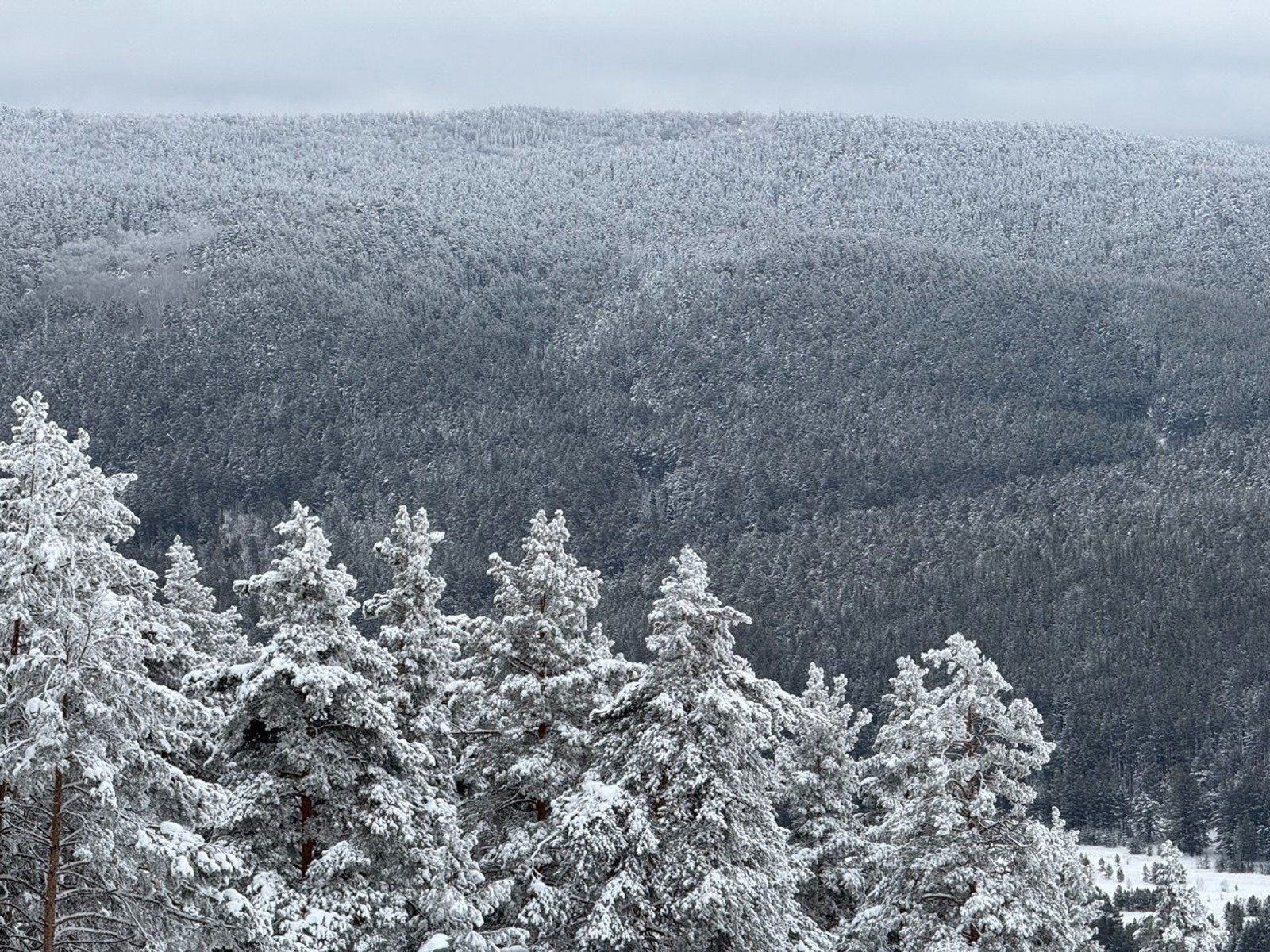 Елены Колоколовой