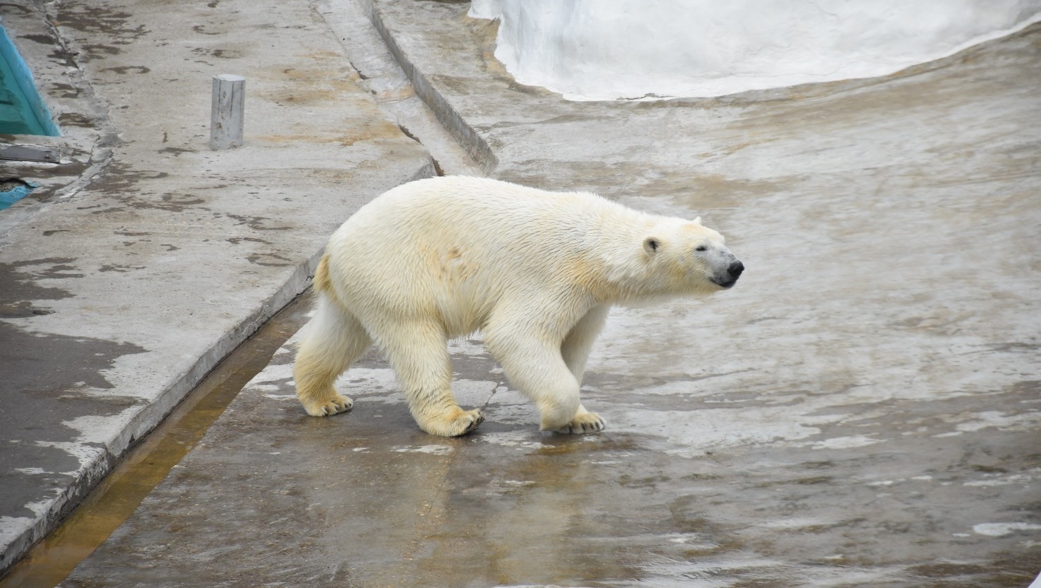Елены Колоколовой.  «Общественная электронная газета».