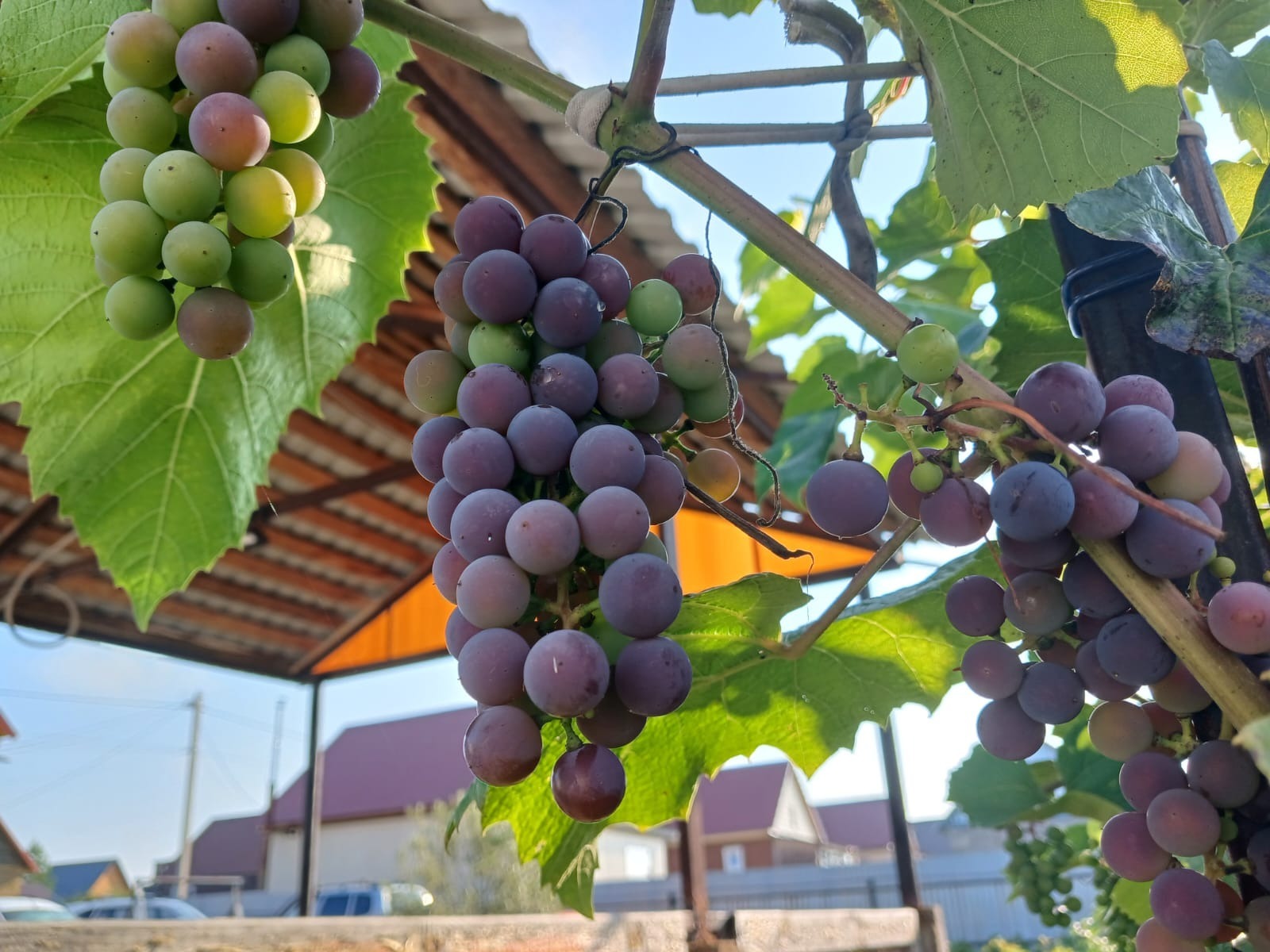 Васили Саитовой. «Общественная электронная газета».