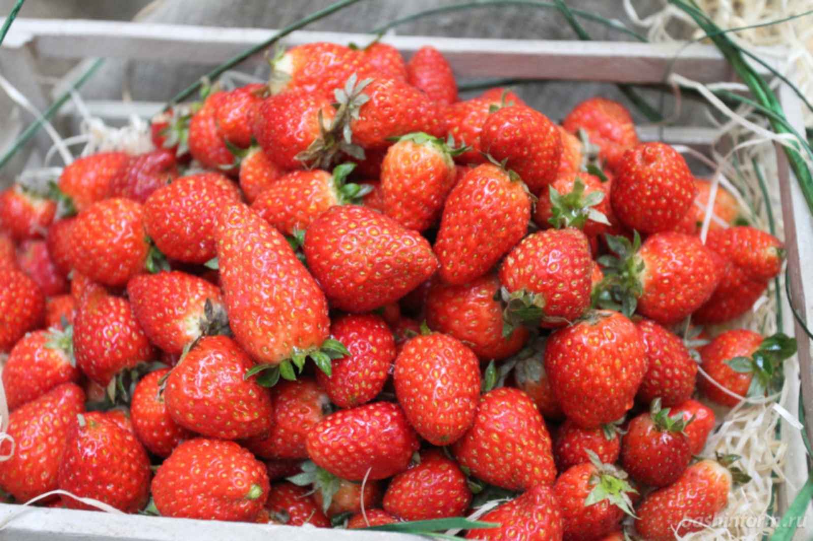 Фото Олега Яровикова.