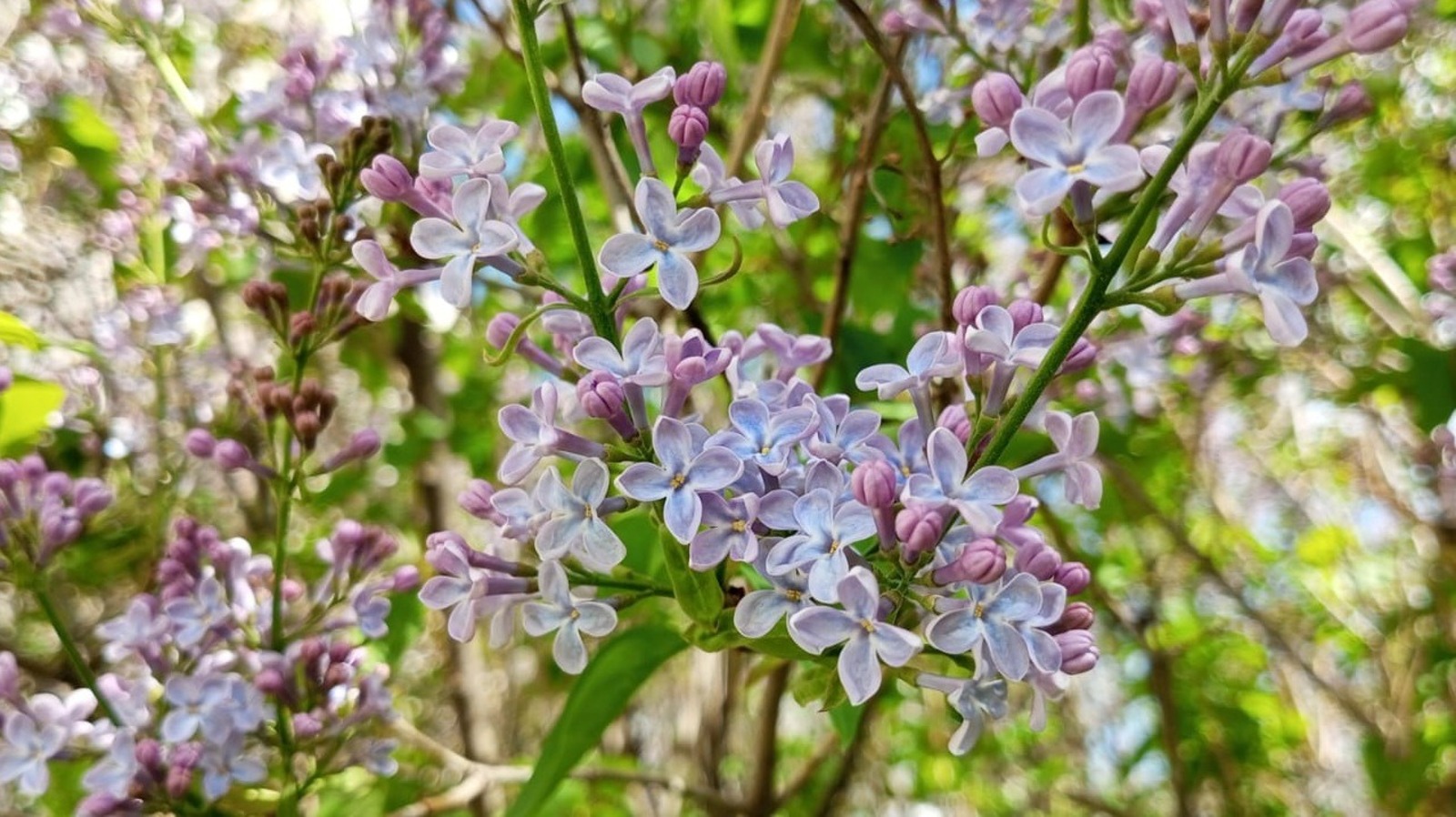 Евгении Сюткиной.