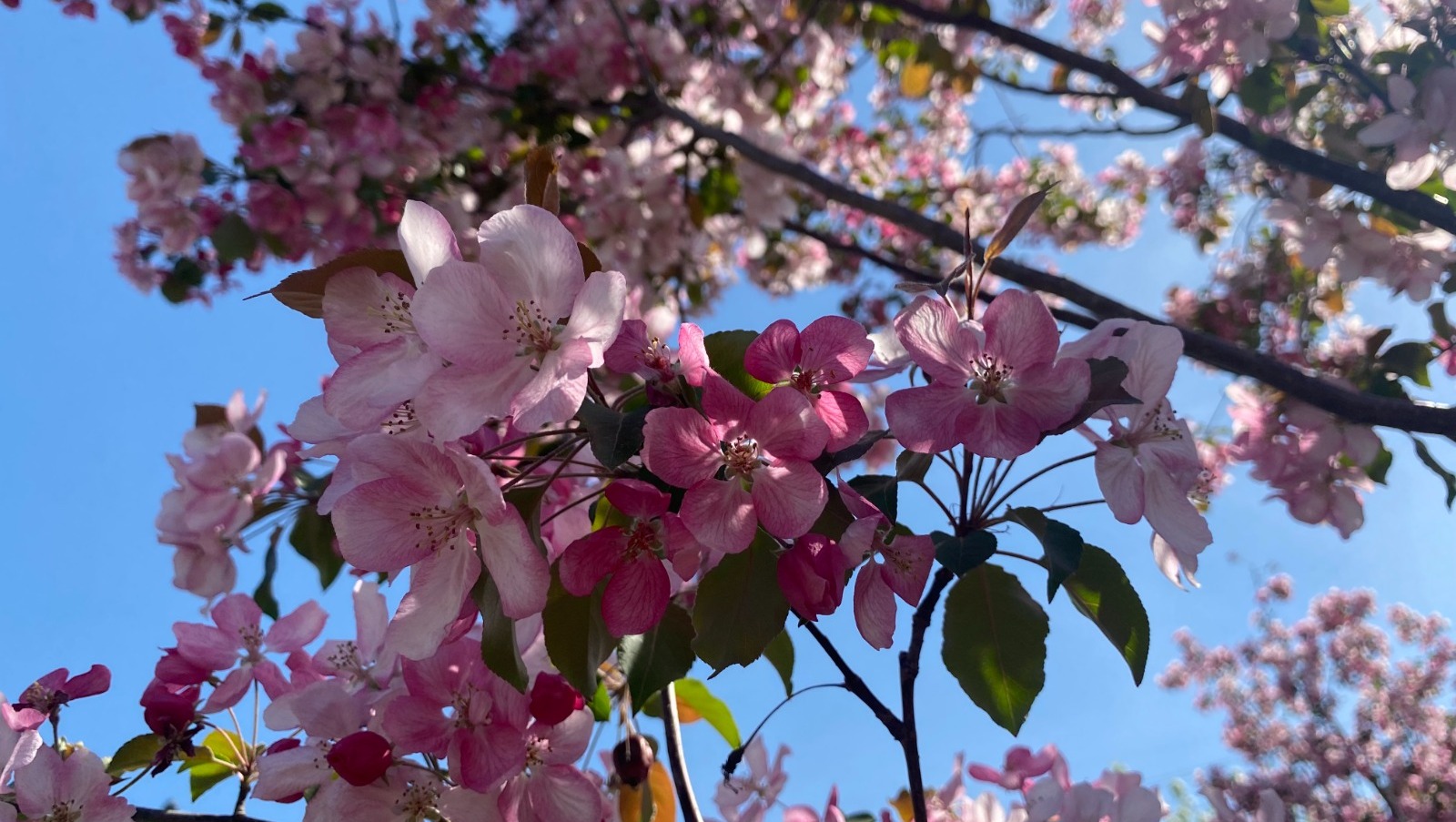 Елены Колоколовой.  «Общественная электронная газета».