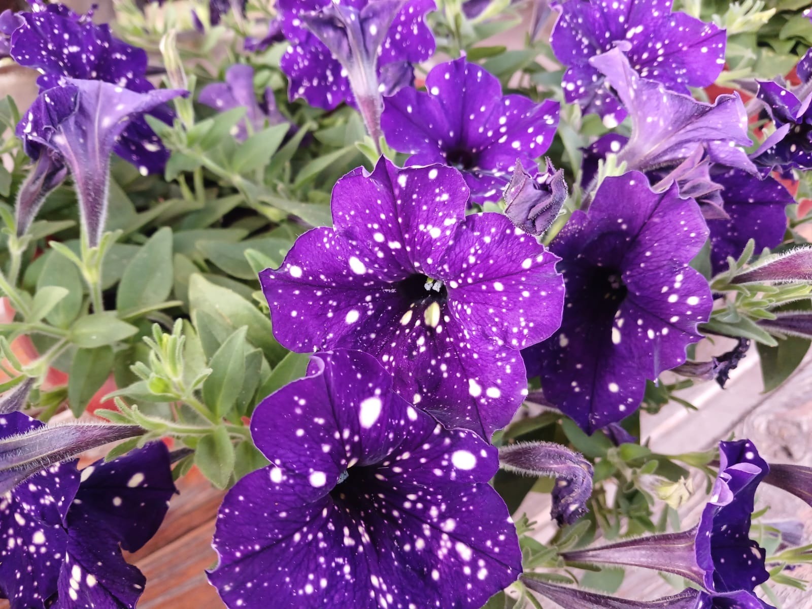 Васили Саитовой.