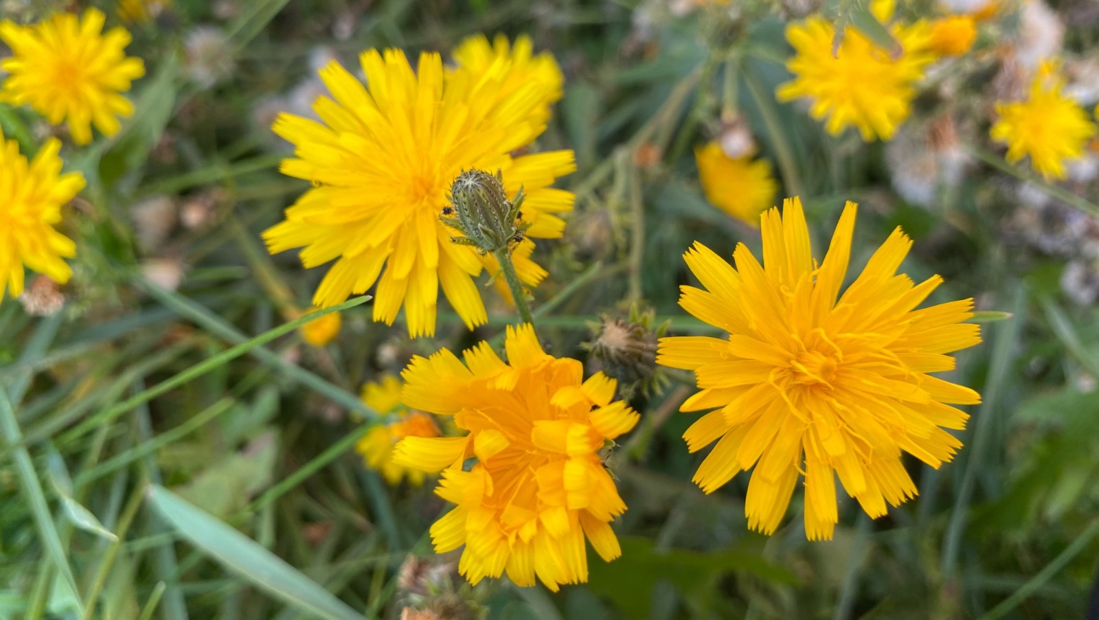 Елены Колоколовой.