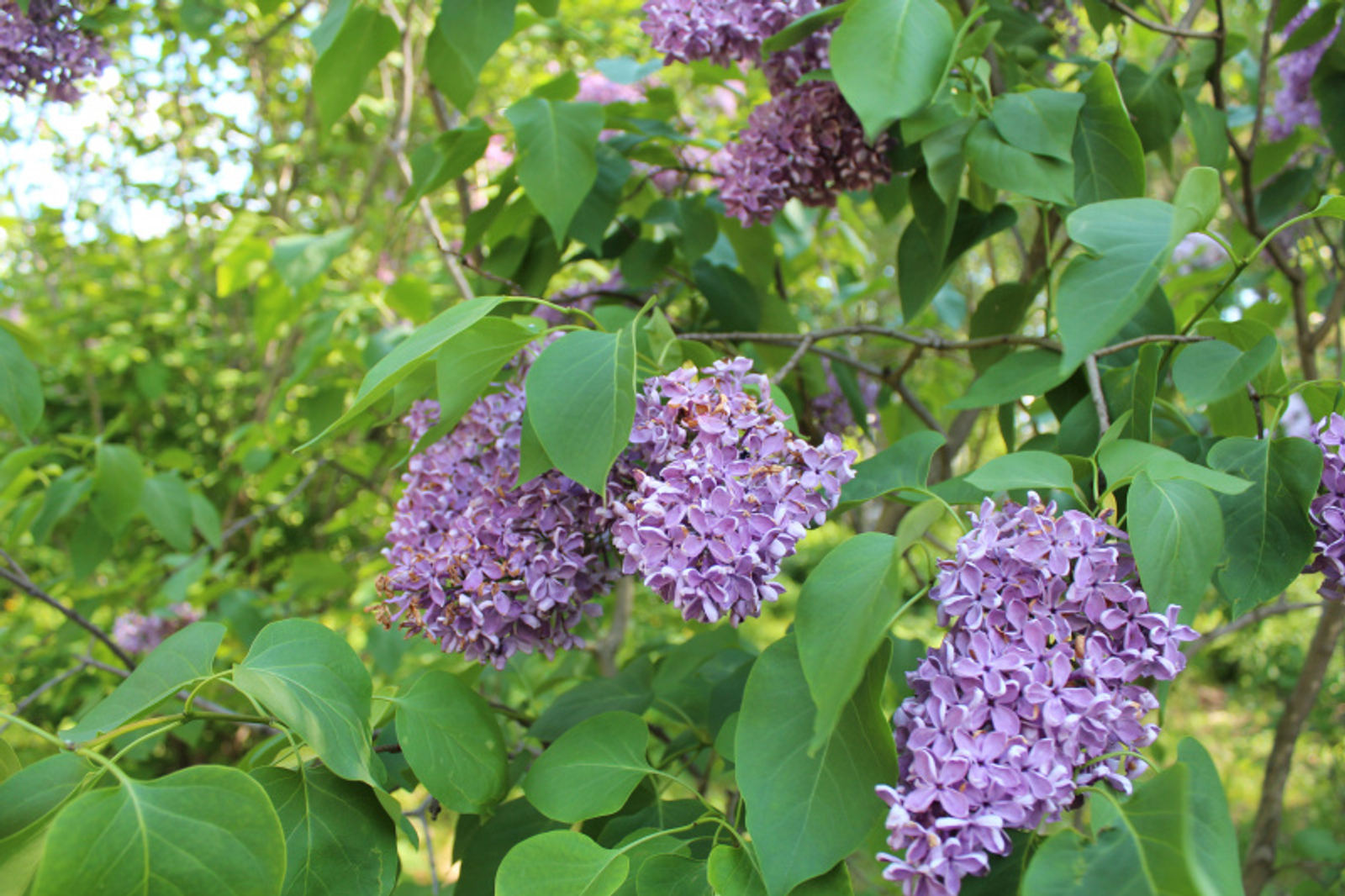 Фото автора.