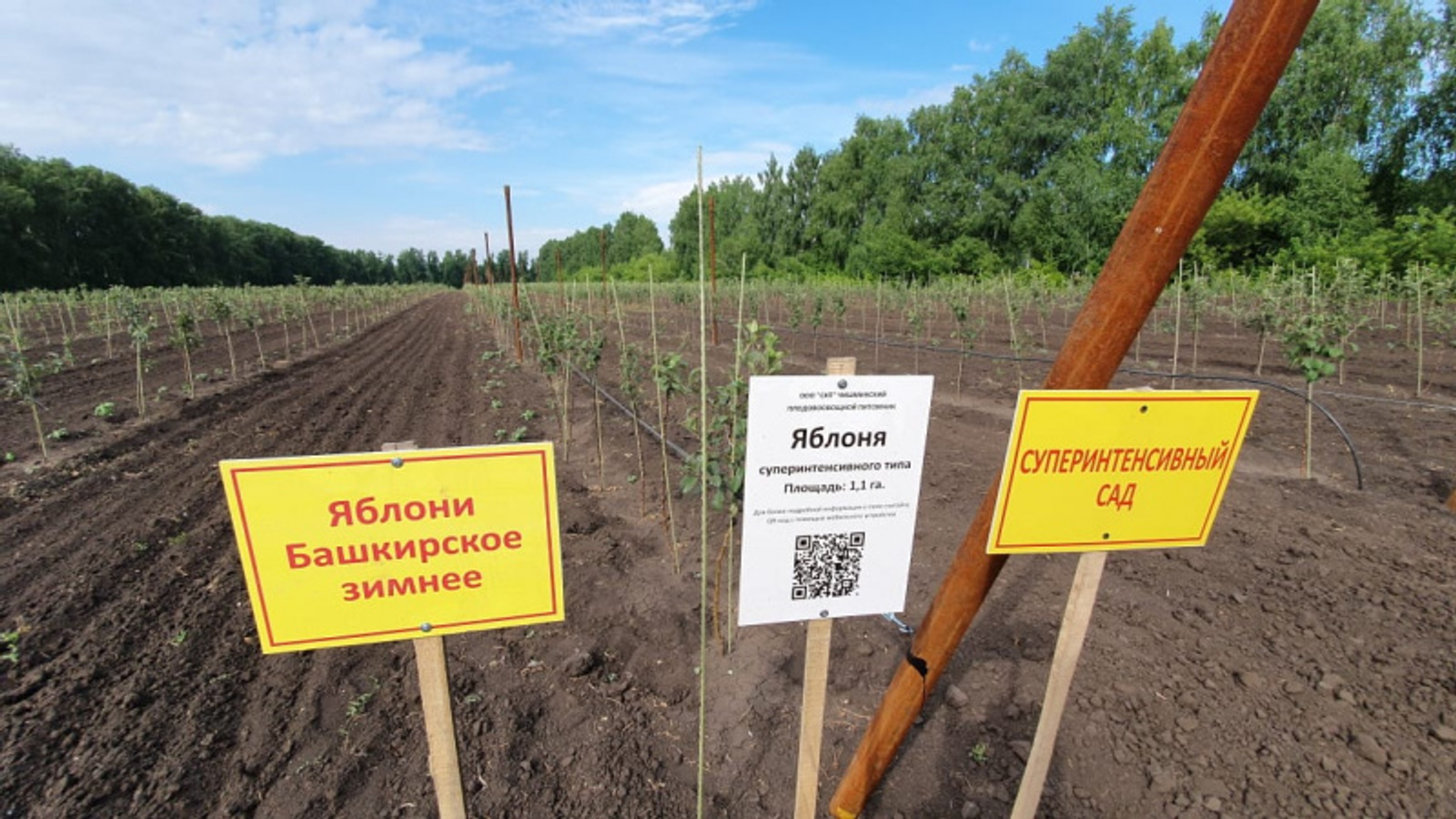 Фото: Vk, личная страница Радия Хабирова.